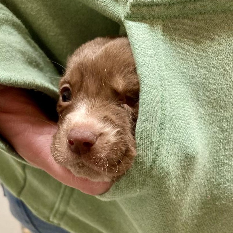 Enlarge Pita Pocket, a ADOPTABLE mixed breed in Murphysboro, IL image 3/6