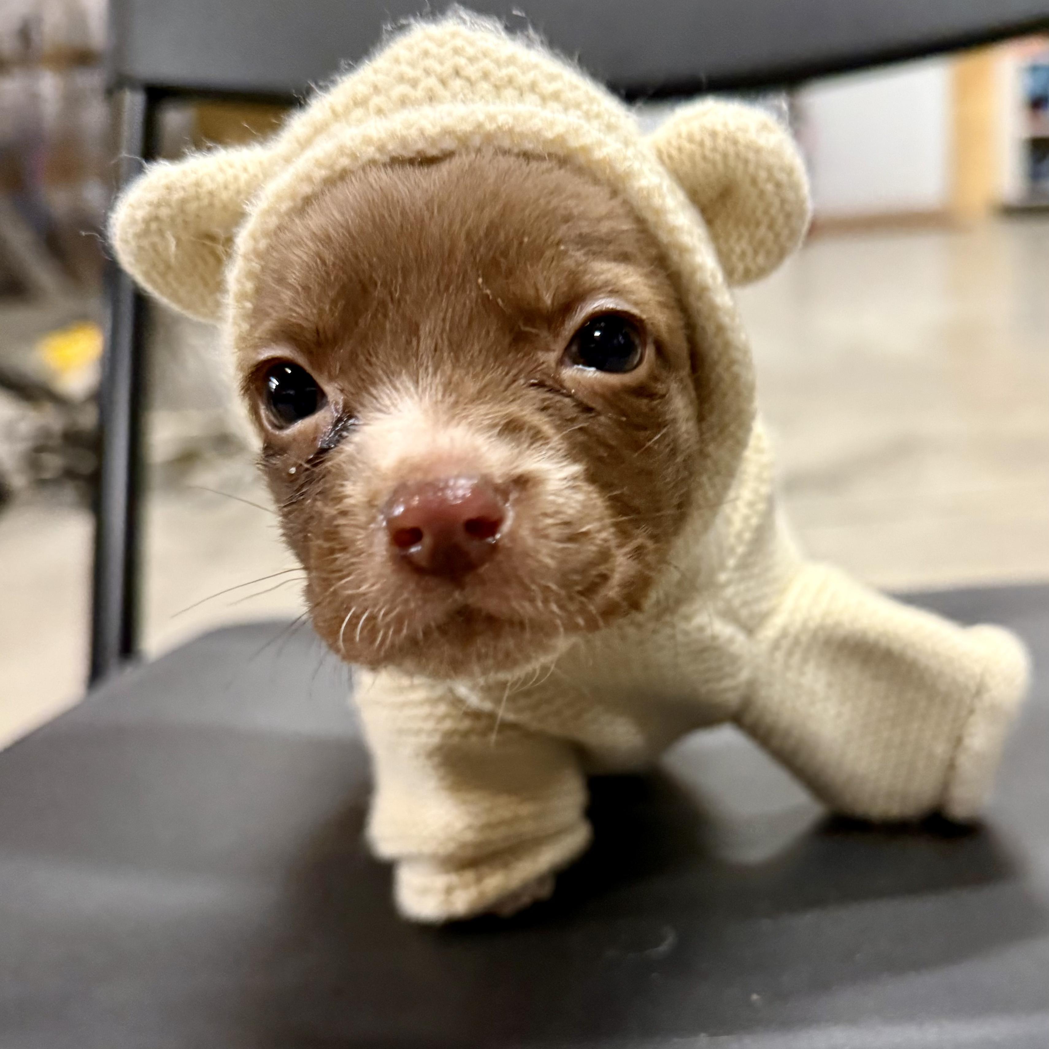 Enlarge Pita Pocket, a ADOPTABLE mixed breed in Murphysboro, IL image 6/6