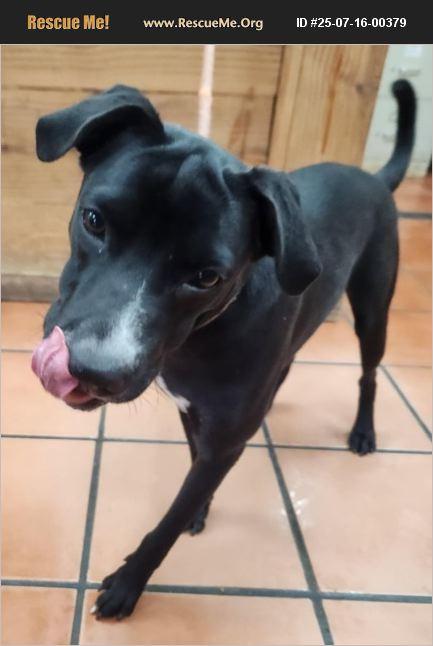 Dutchess, Adoptable, Young Female Black Labrador Retriever.