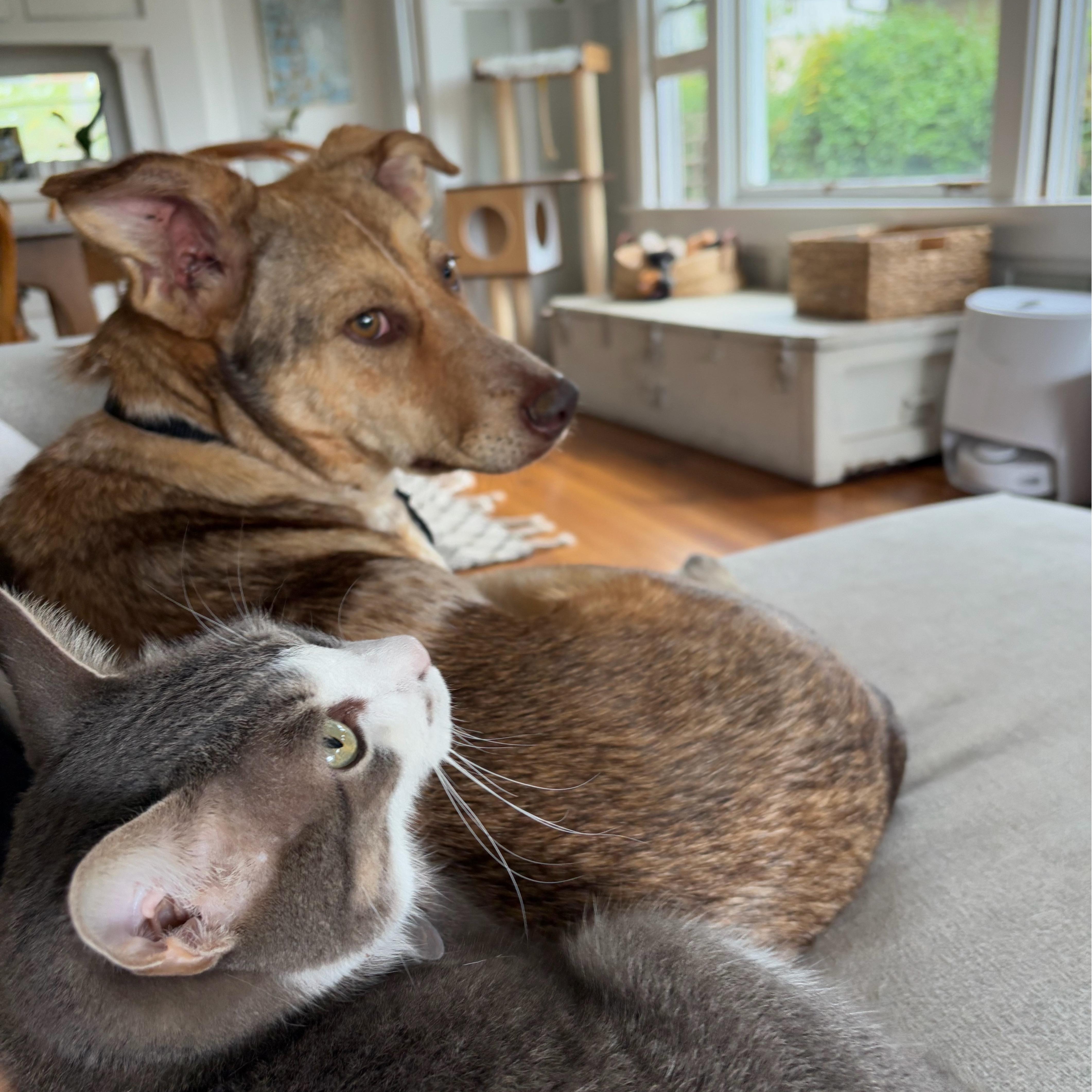 Enlarge Shylah, a Adoptable mixed breed in San Diego, CA image 4/5