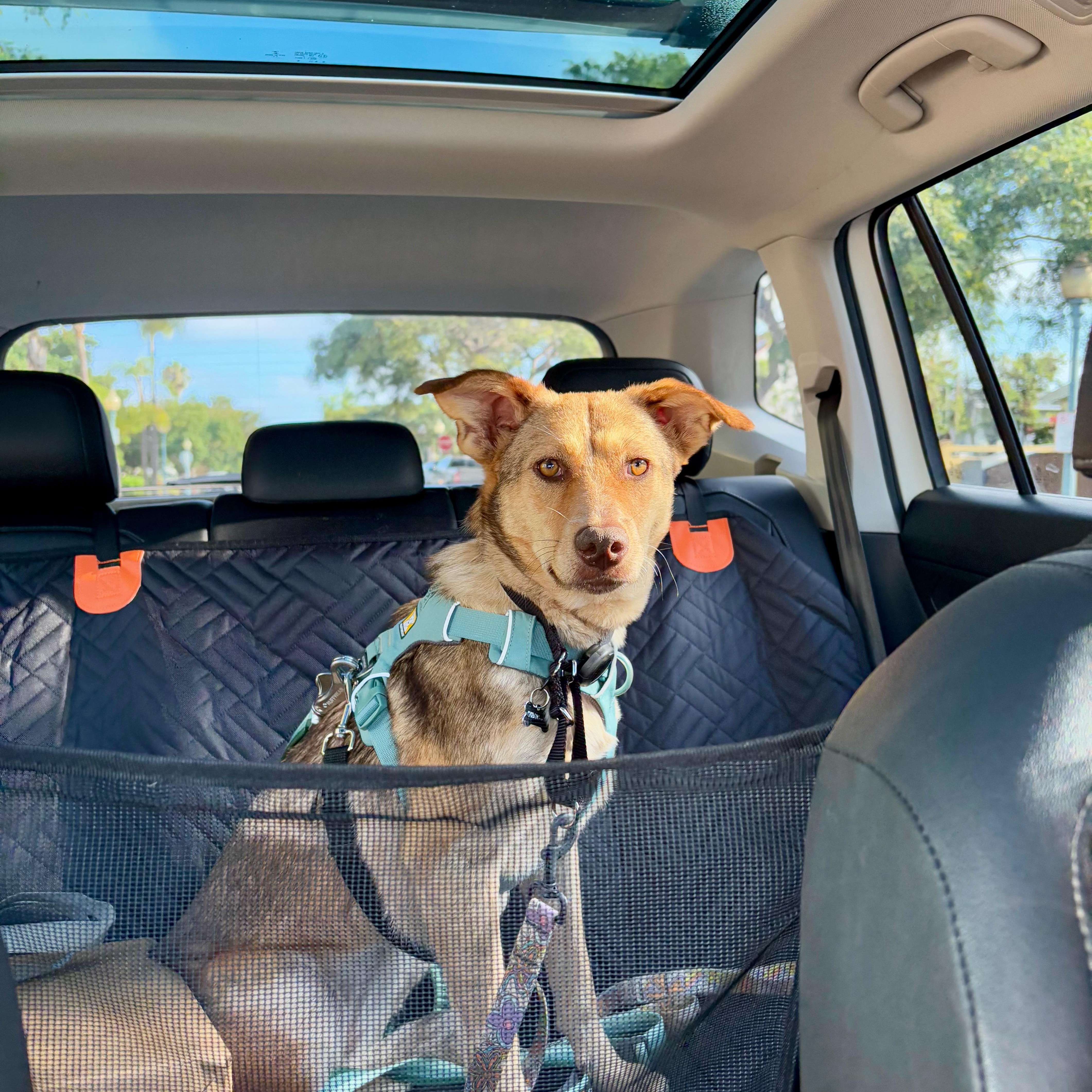 Enlarge Shylah, a Adoptable mixed breed in San Diego, CA image 5/5