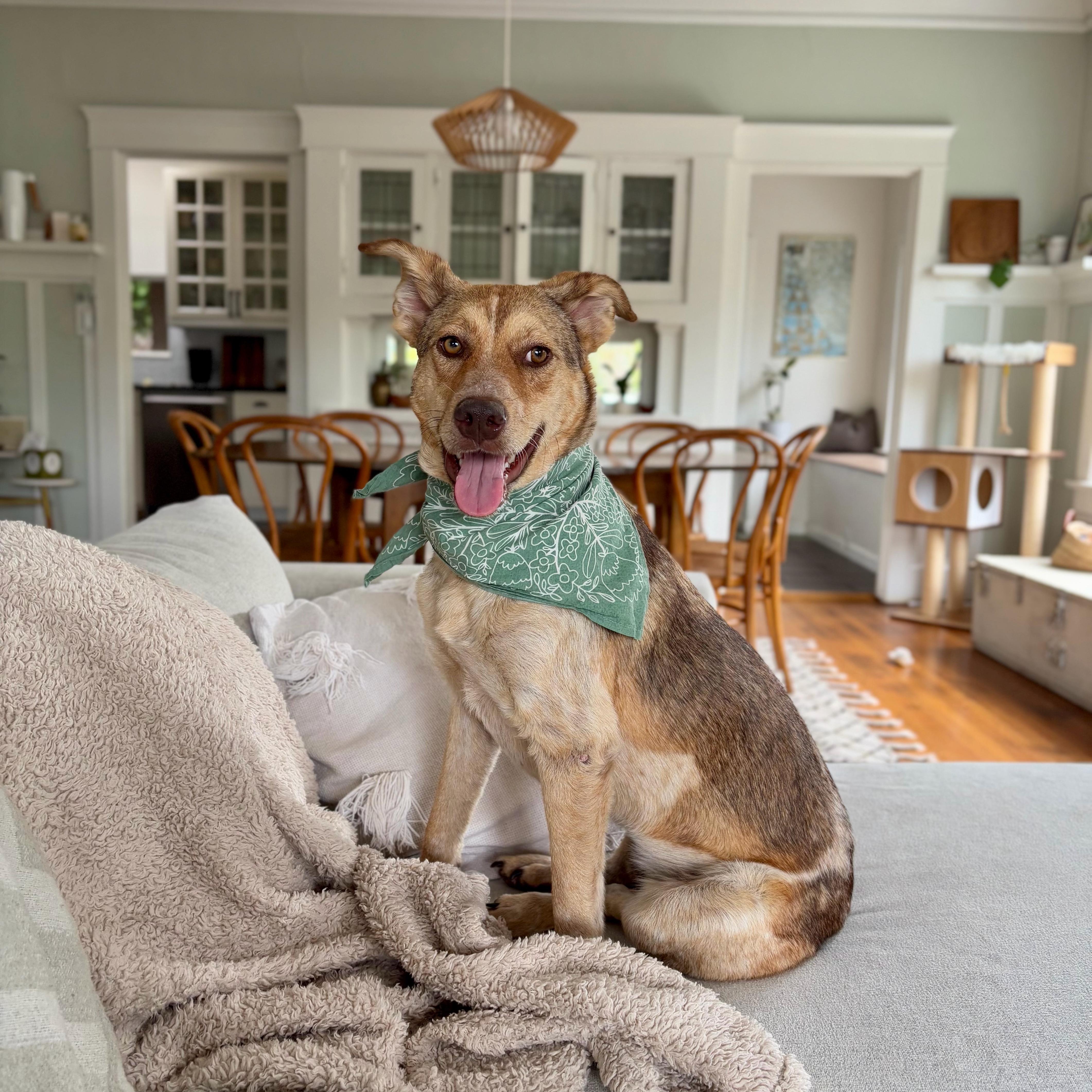 Enlarge Shylah, a Adoptable mixed breed in San Diego, CA image 2/5