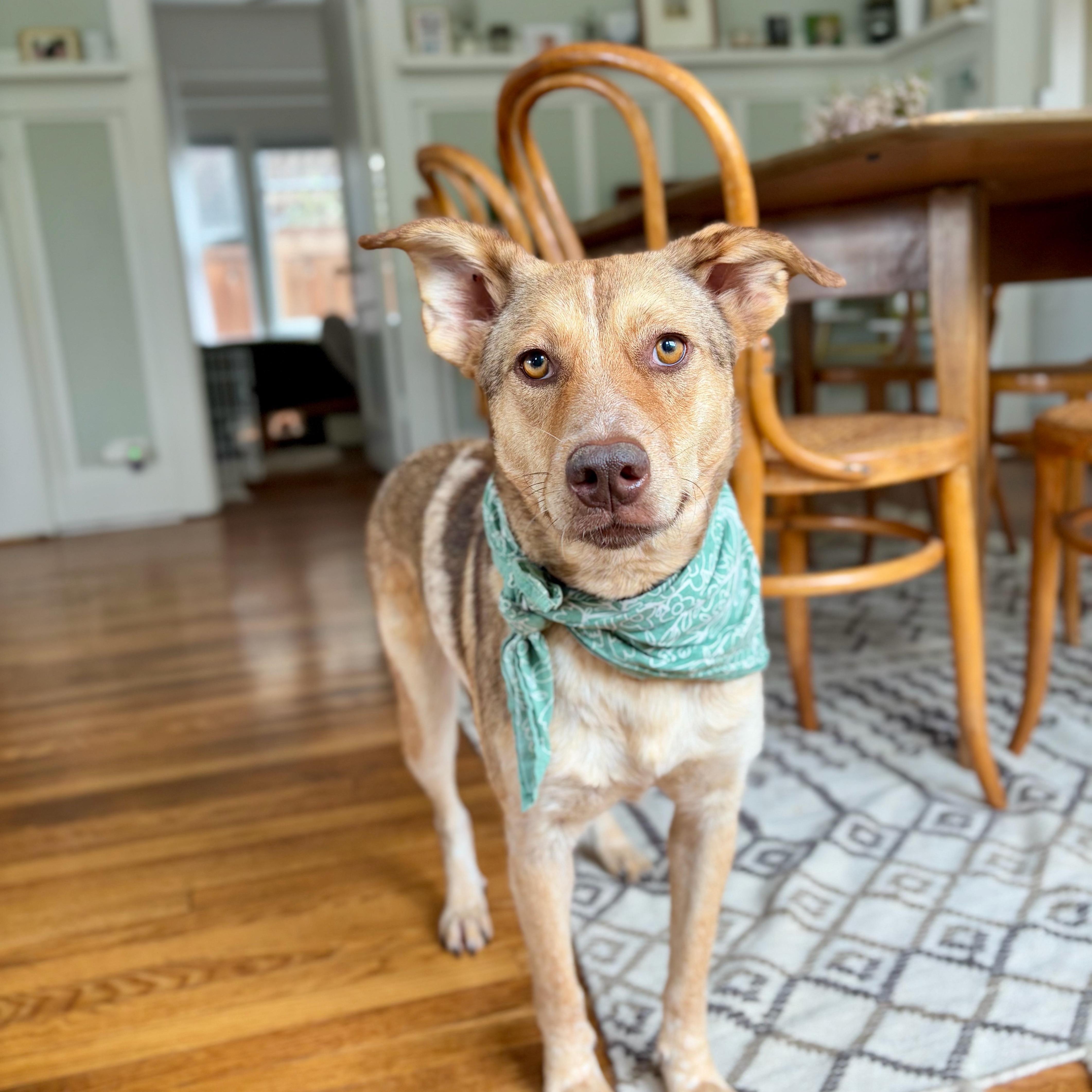 Shylah, Adoptable, Adult Female Cattle Dog & Labrador Retriever.