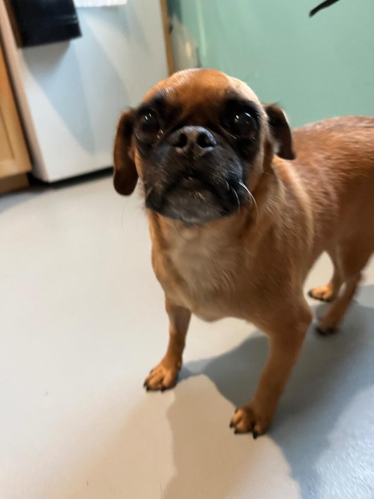 HH1 Curley, Adoptable, Adult Female Pug.