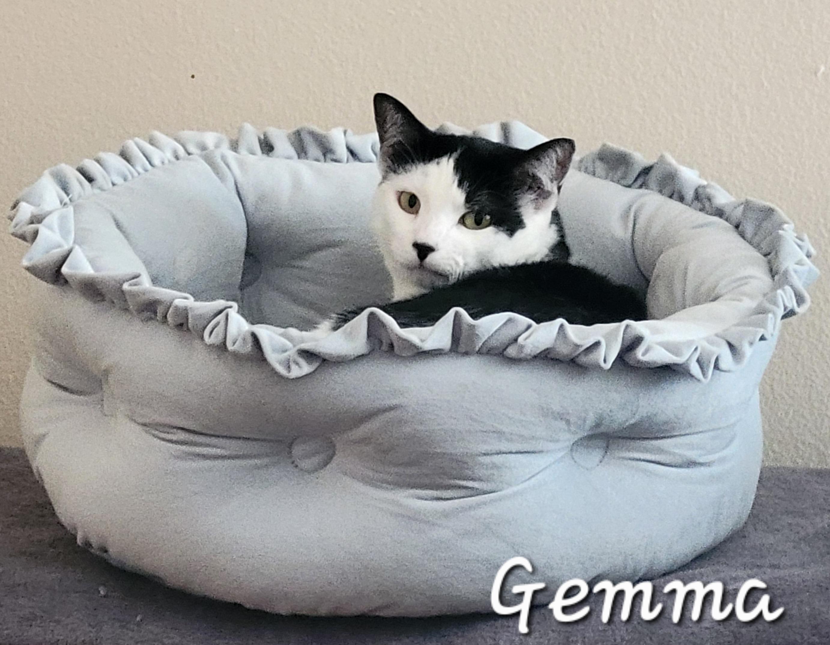 Gemma, an adoptable Munchkin in Redondo Beach, CA, 90277 | Photo Image 6