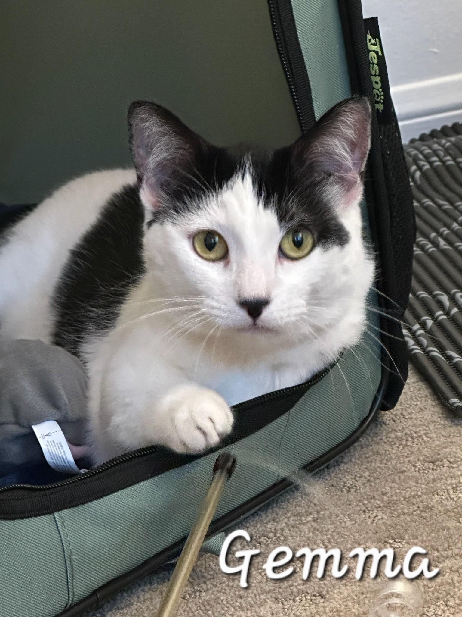 Gemma, an adoptable Munchkin in Redondo Beach, CA, 90277 | Photo Image 2