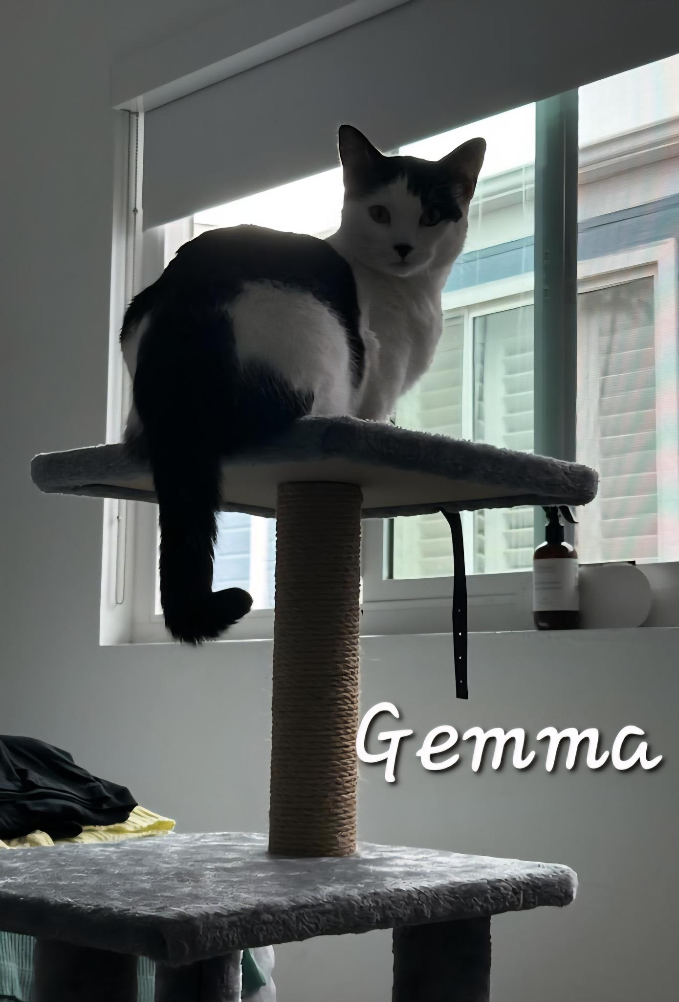 Gemma, an adoptable Munchkin in Redondo Beach, CA, 90277 | Photo Image 4