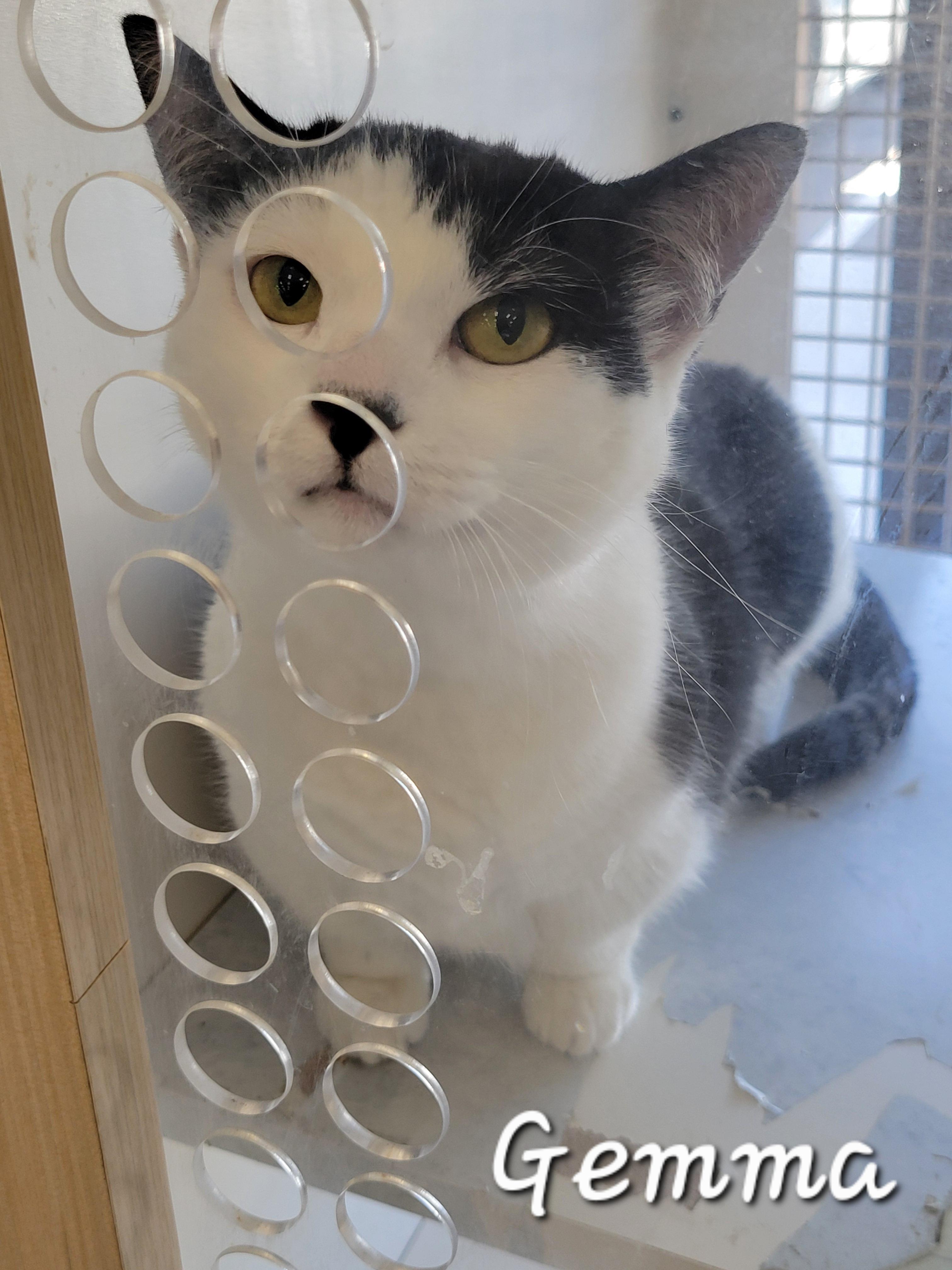 Gemma, an adoptable Munchkin in Redondo Beach, CA, 90277 | Photo Image 5