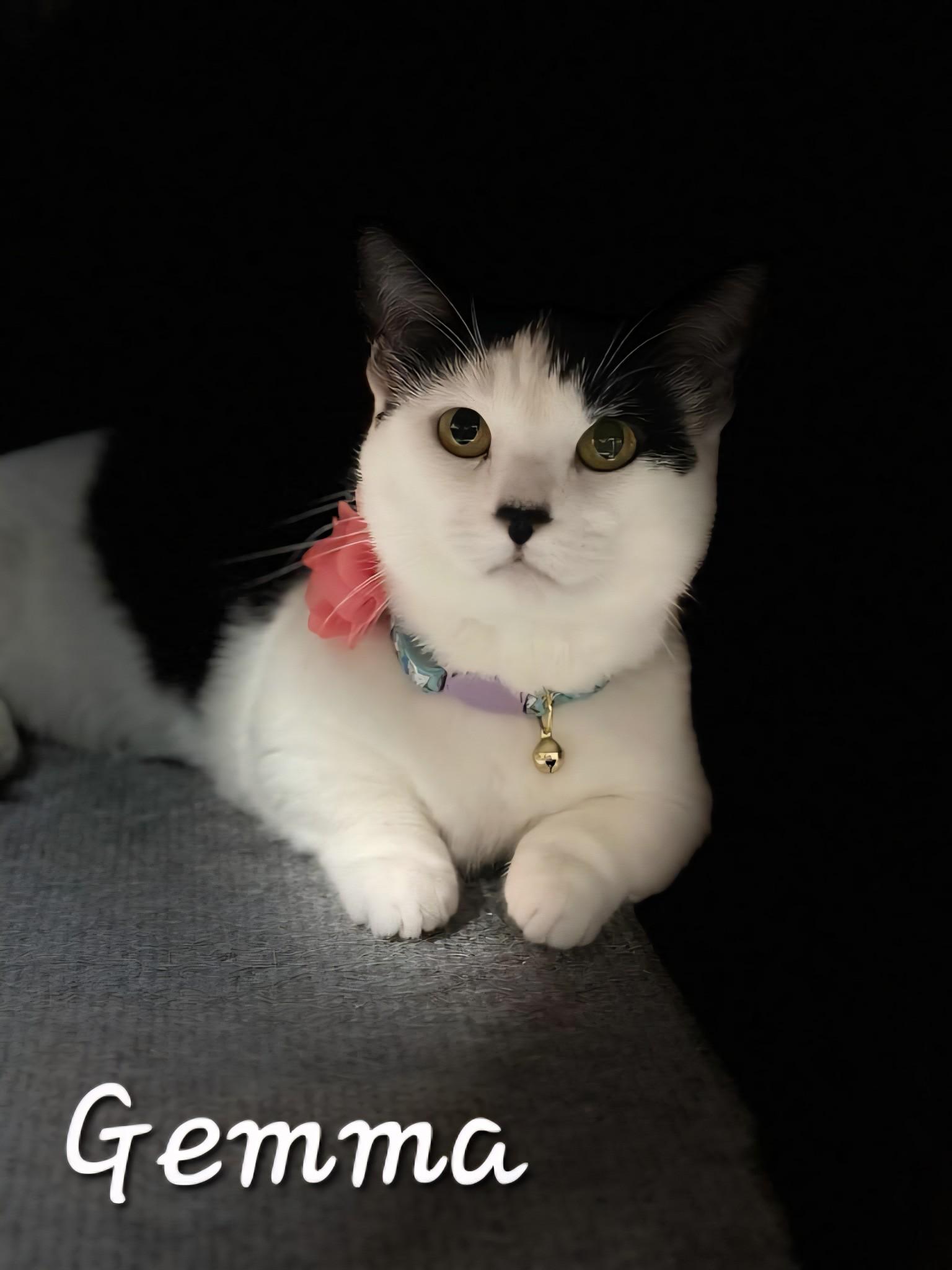Gemma, an adoptable Munchkin in Redondo Beach, CA, 90277 | Photo Image 3