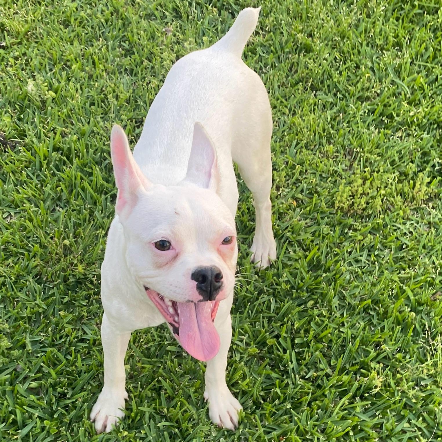 Enlarge Mallow, a Adoptable Boston Terrier in Westport, MA image 1/6
