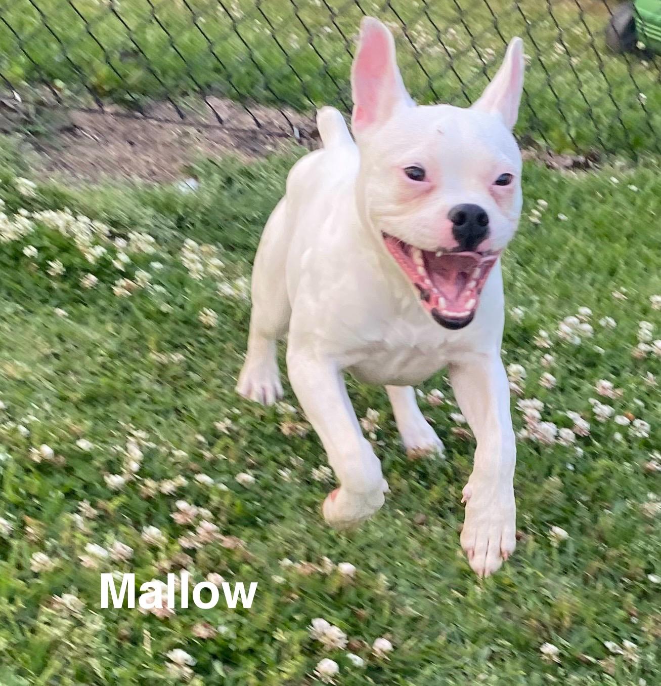 Enlarge Mallow, a Adoptable Boston Terrier in Westport, MA image 5/6