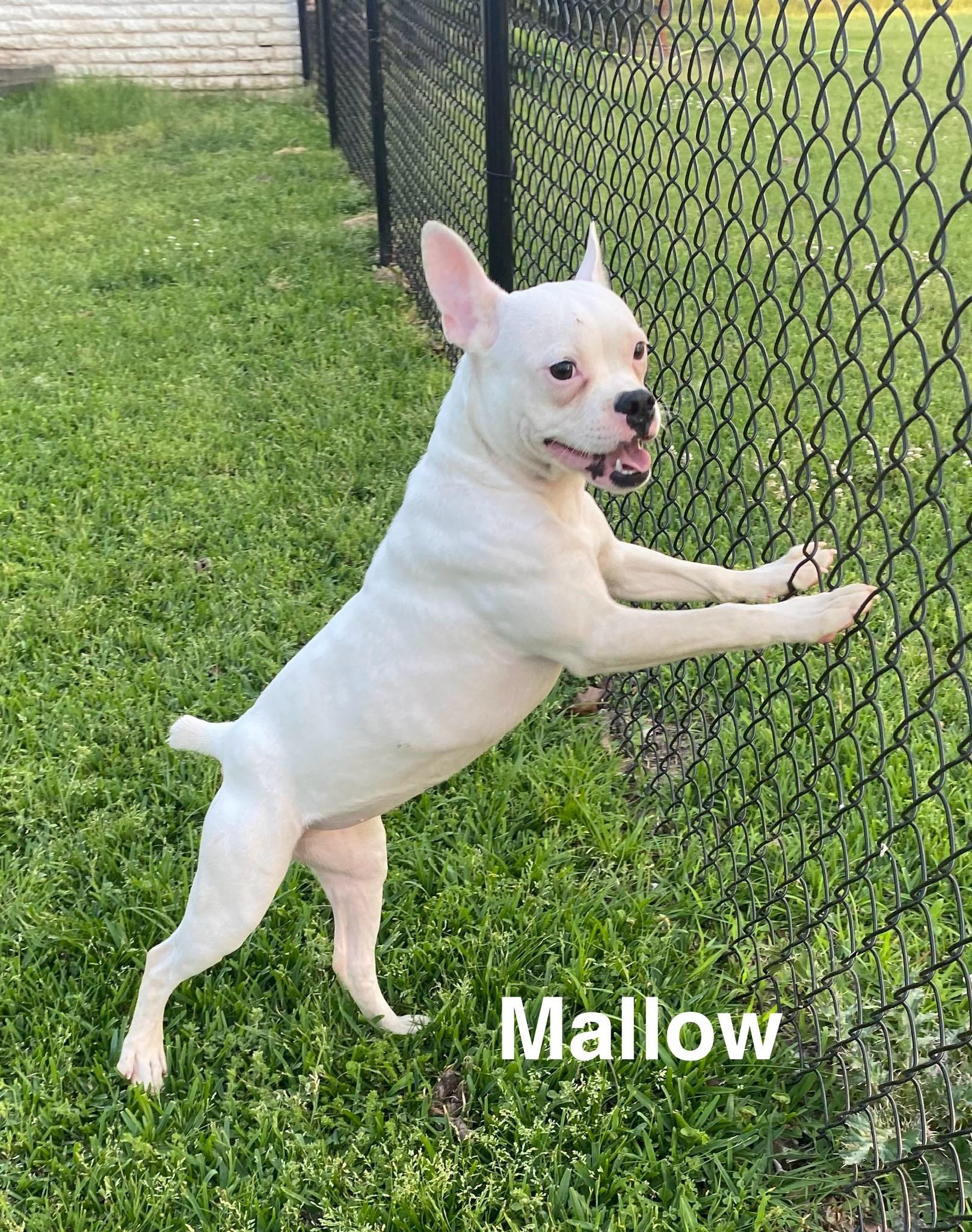 Enlarge Mallow, a Adoptable Boston Terrier in Westport, MA image 6/6