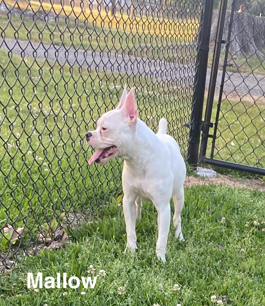 Enlarge Mallow, a Adoptable Boston Terrier in Westport, MA image 3/6