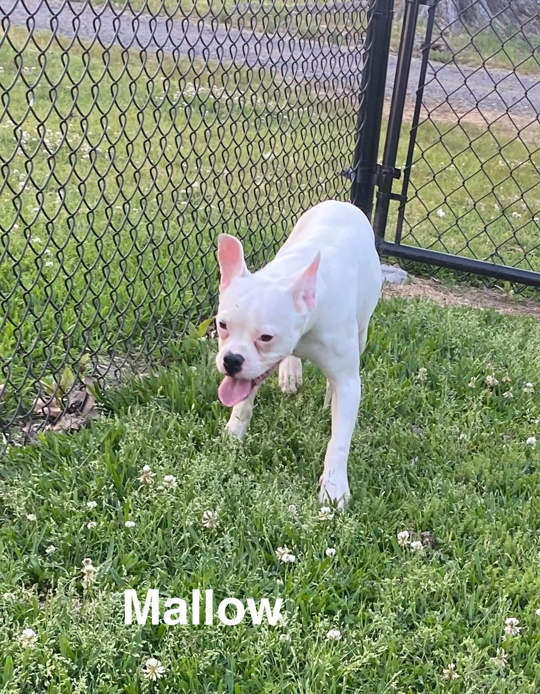 Enlarge Mallow, a Adoptable Boston Terrier in Westport, MA image 4/6