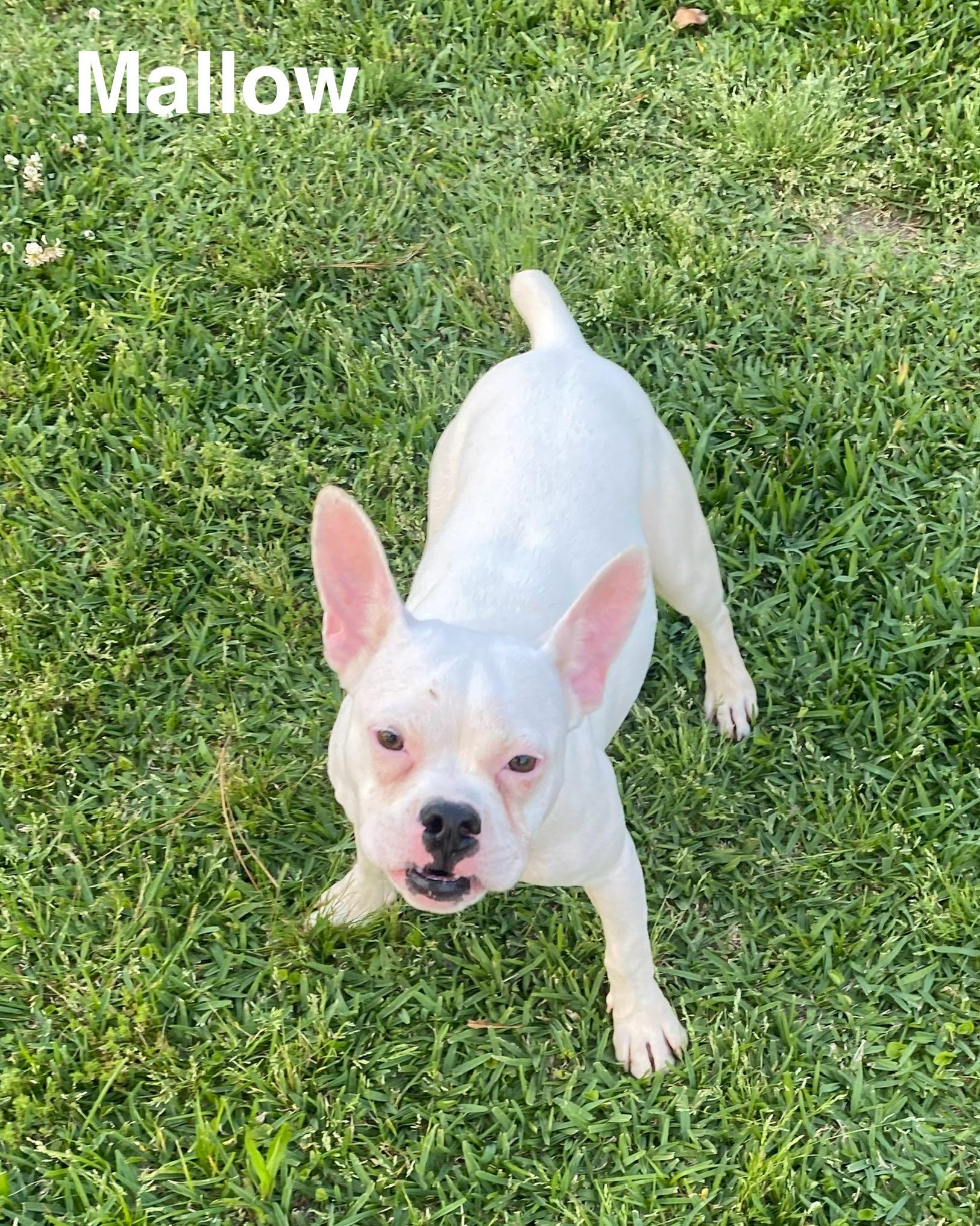 Enlarge Mallow, a Adoptable Boston Terrier in Westport, MA image 2/6