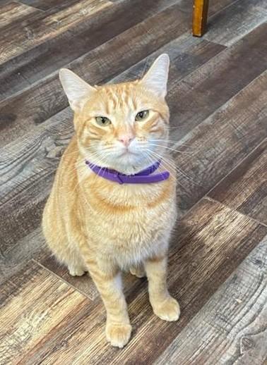 Enlarge Dean, an adopted Domestic Short Hair in RIVERSIDE, CA image 1/3