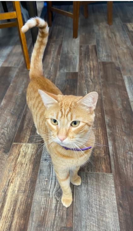 Enlarge Dean, an adopted Domestic Short Hair in RIVERSIDE, CA image 3/3
