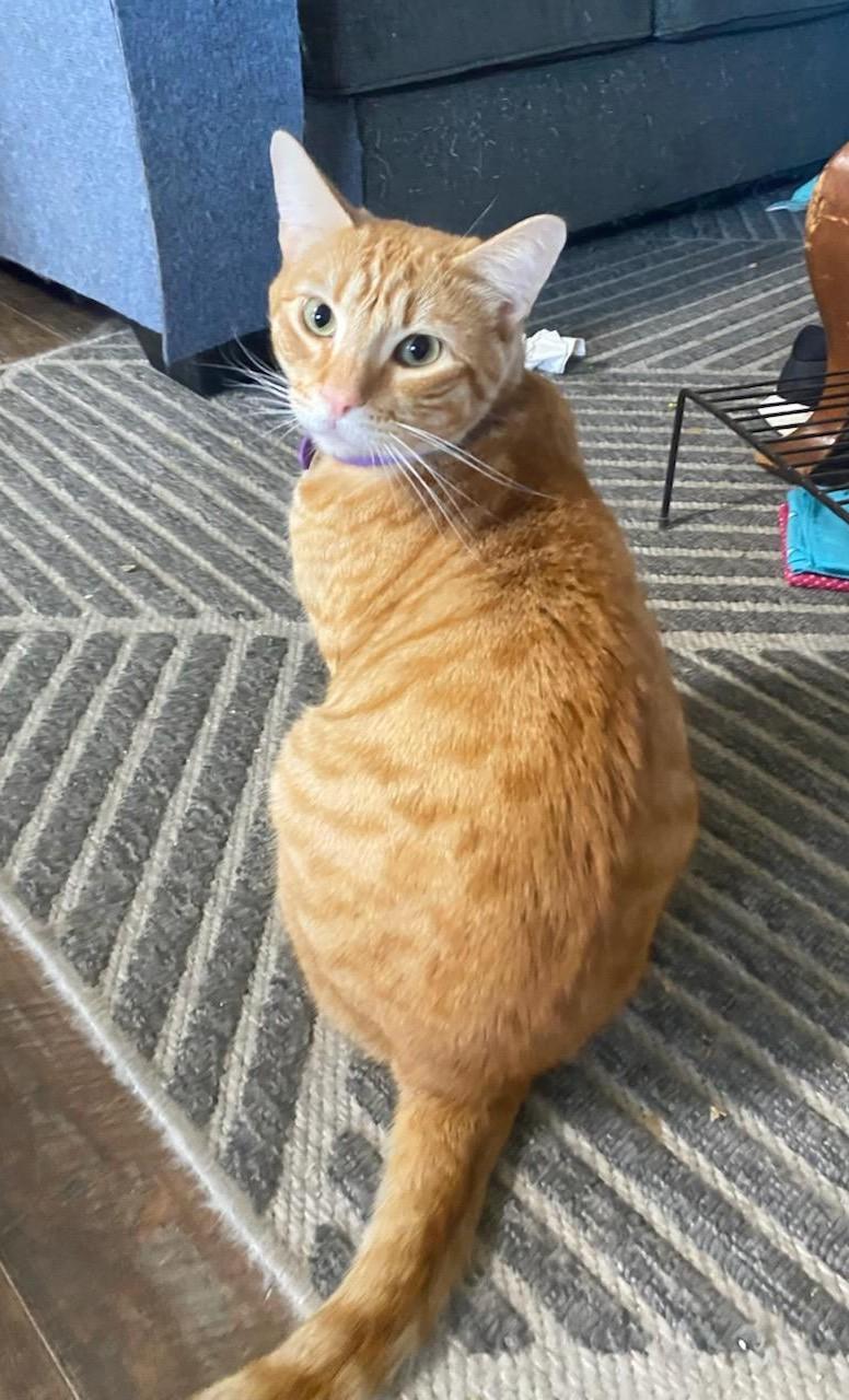 Enlarge Dean, an adopted Domestic Short Hair in RIVERSIDE, CA image 2/3