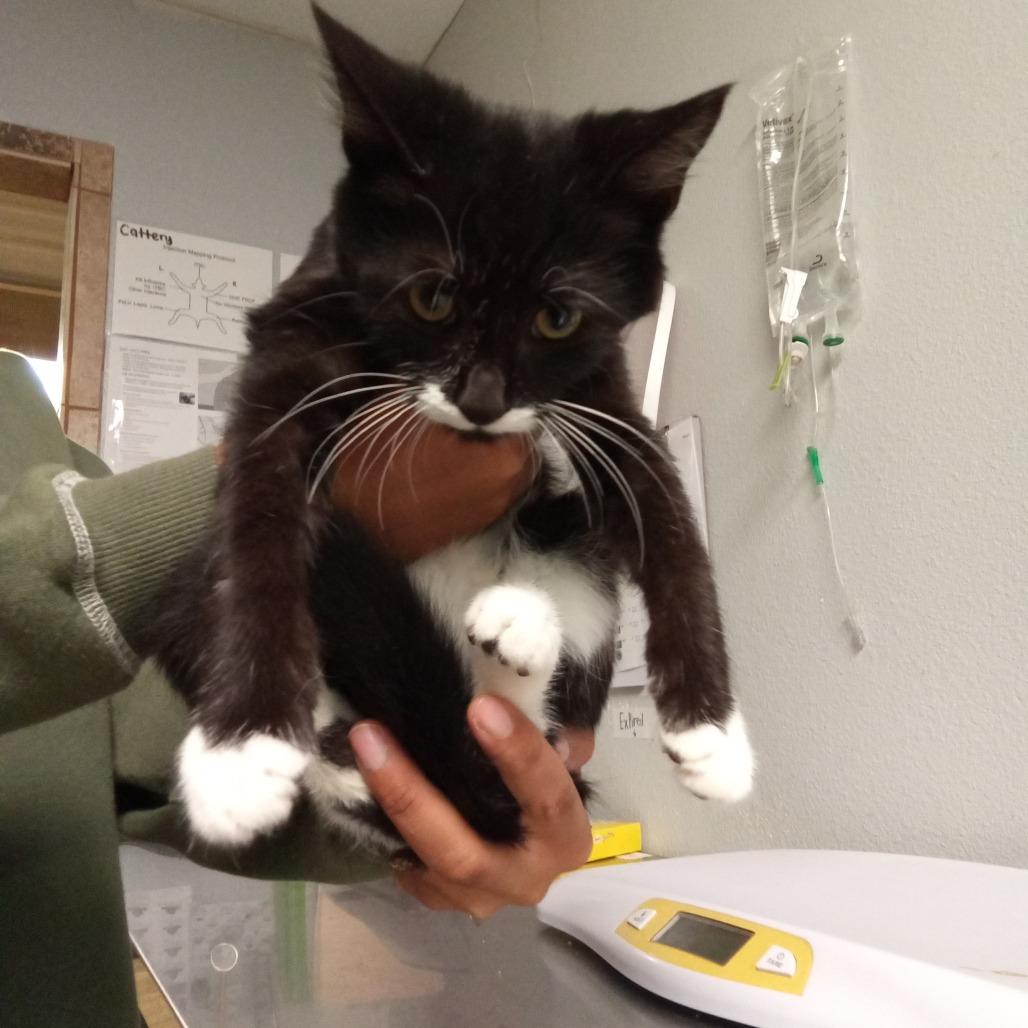 Felony, Adoptable, Kitten Male Domestic Short Hair.