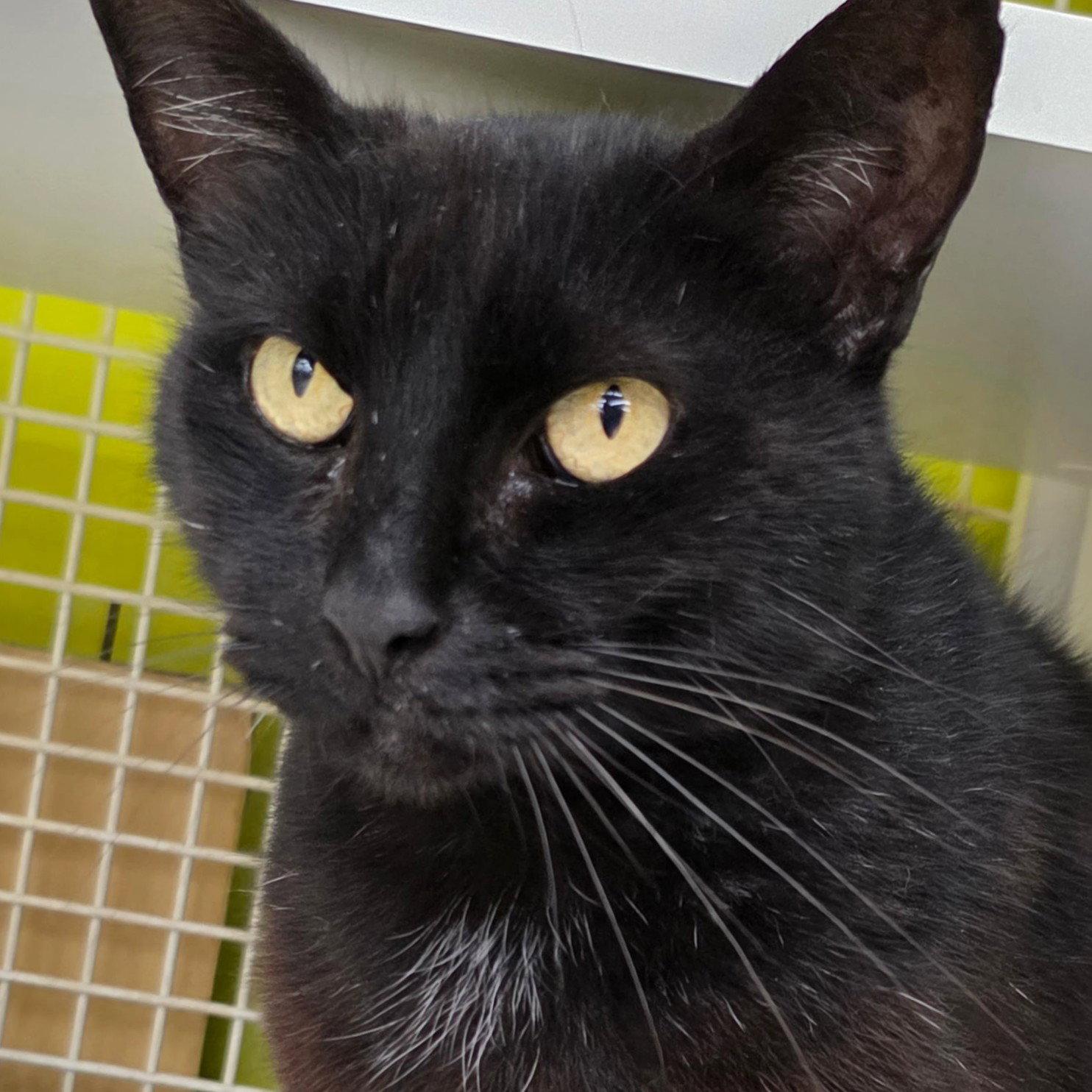Miso, Adoptable, Young Male Domestic Short Hair.
