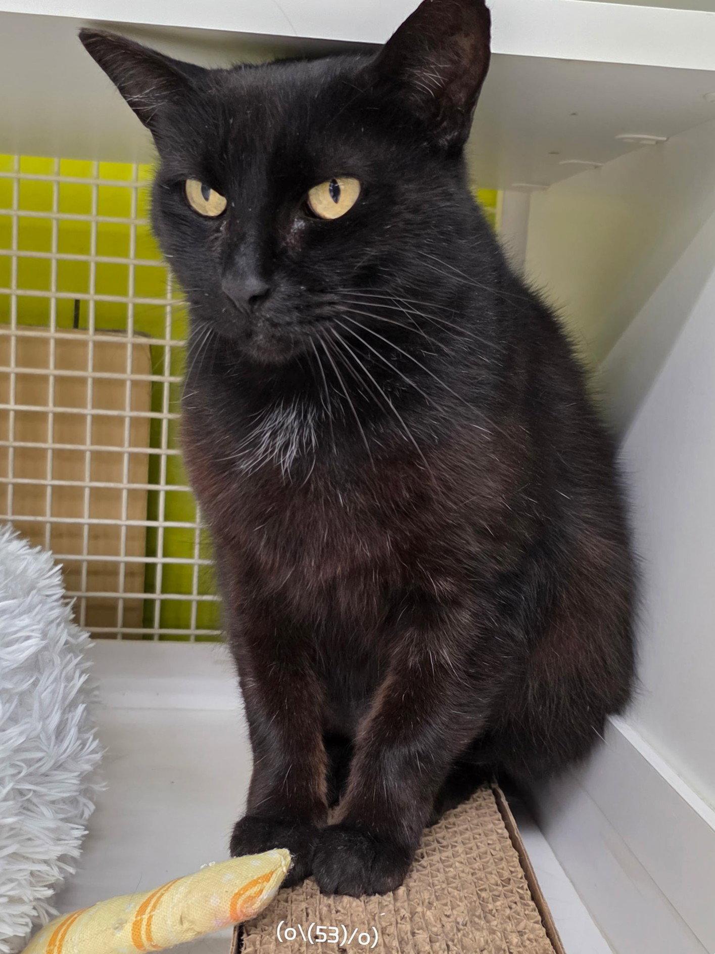 Miso, a Adoptable Domestic Short Hair in St. Cloud, FL image 2/3