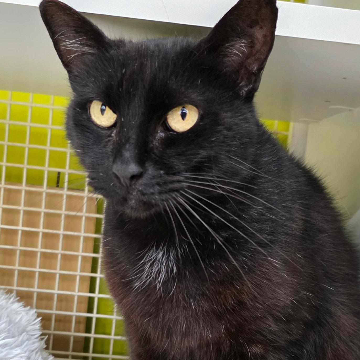 Miso, a Adoptable Domestic Short Hair in St. Cloud, FL image 3/3