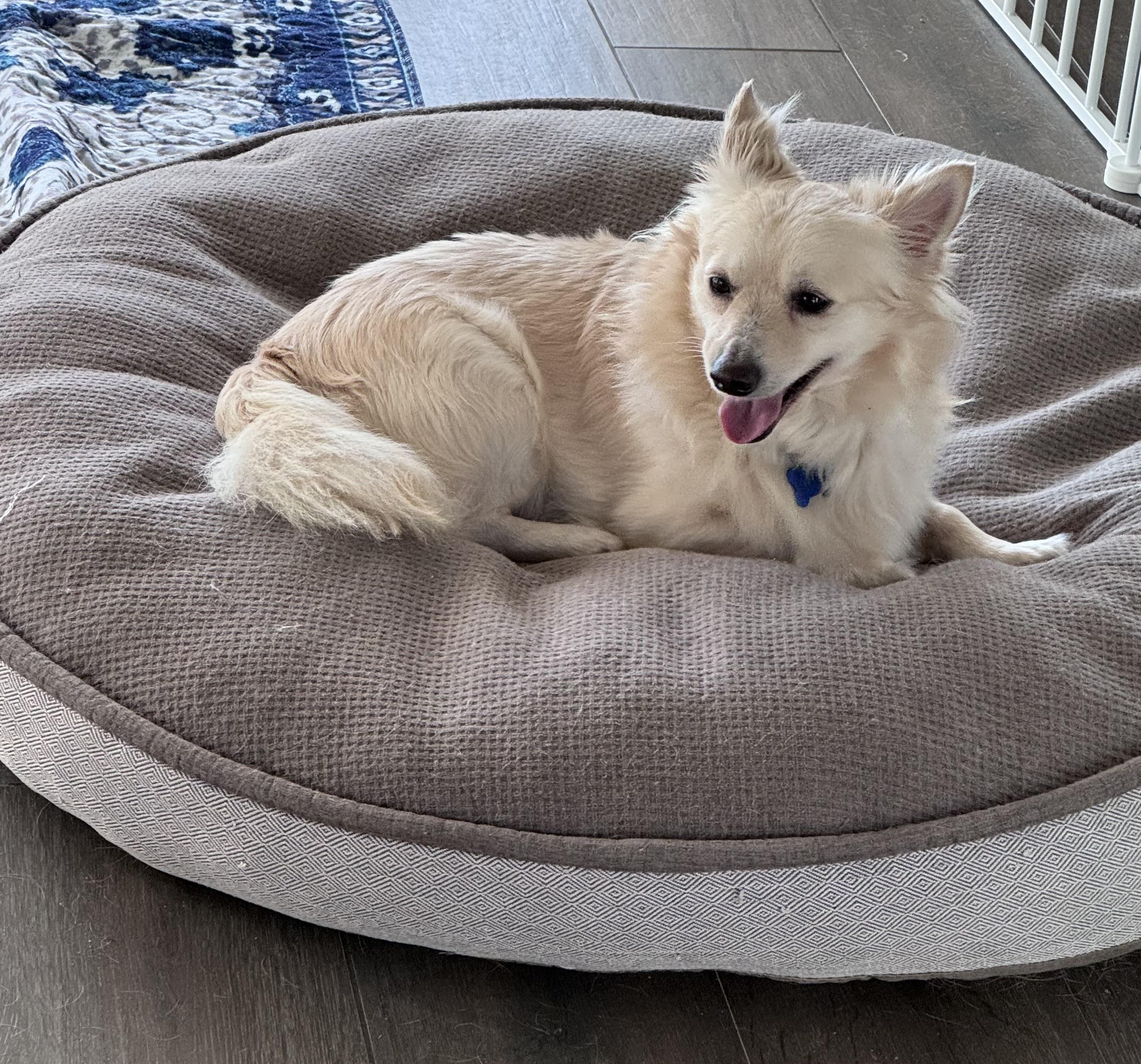 Enlarge Prince Leo, a ADOPTABLE Pomeranian in Thousand Oaks, CA image 3/3