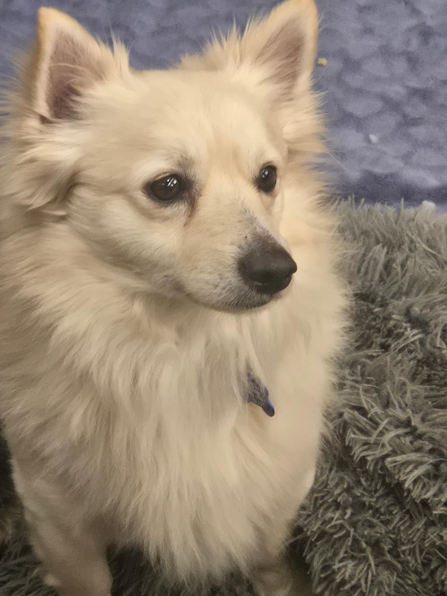 Enlarge Prince Leo, a ADOPTABLE Pomeranian in Thousand Oaks, CA image 1/3