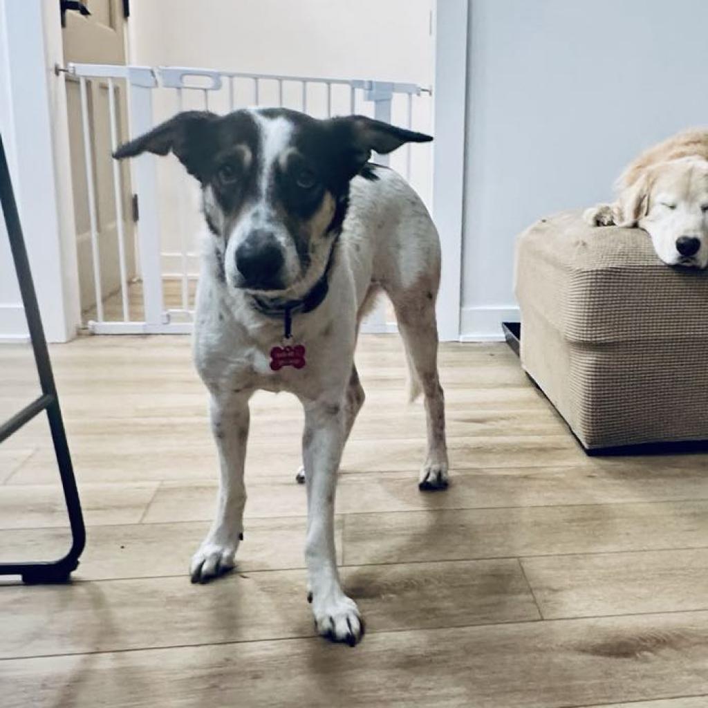 Enlarge Arrie, a Adoptable mixed breed in Ferndale, MI image 1/6