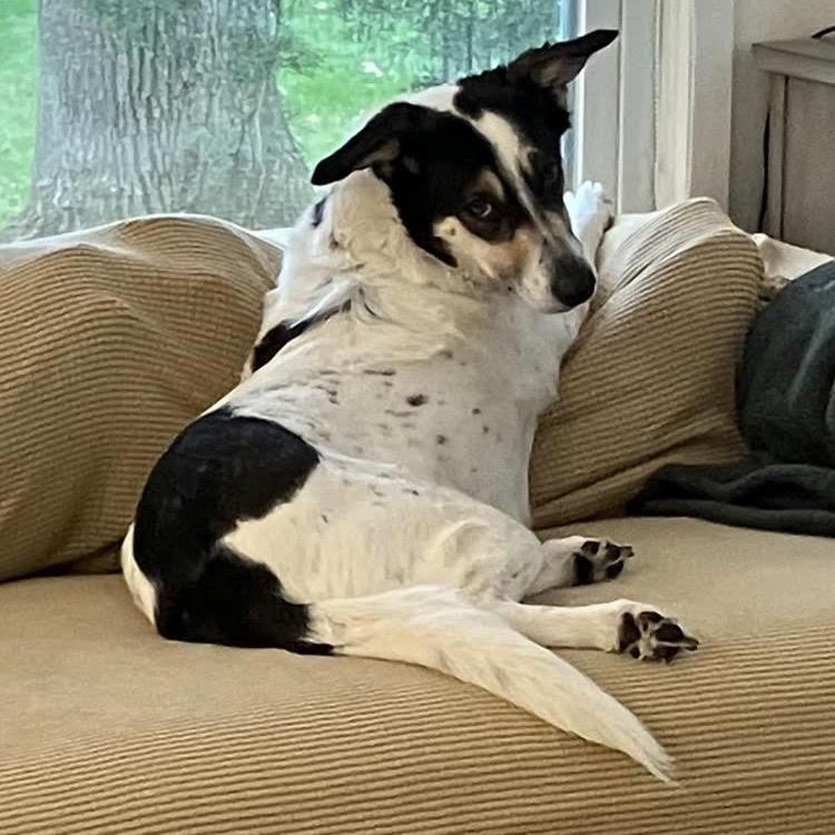 Enlarge Arrie, a Adoptable mixed breed in Ferndale, MI image 2/6