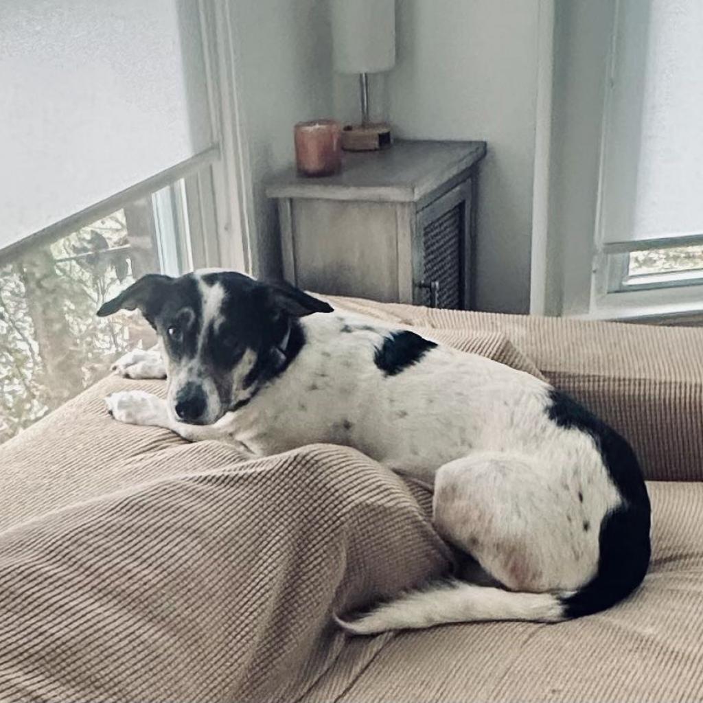 Enlarge Arrie, a Adoptable mixed breed in Ferndale, MI image 3/6