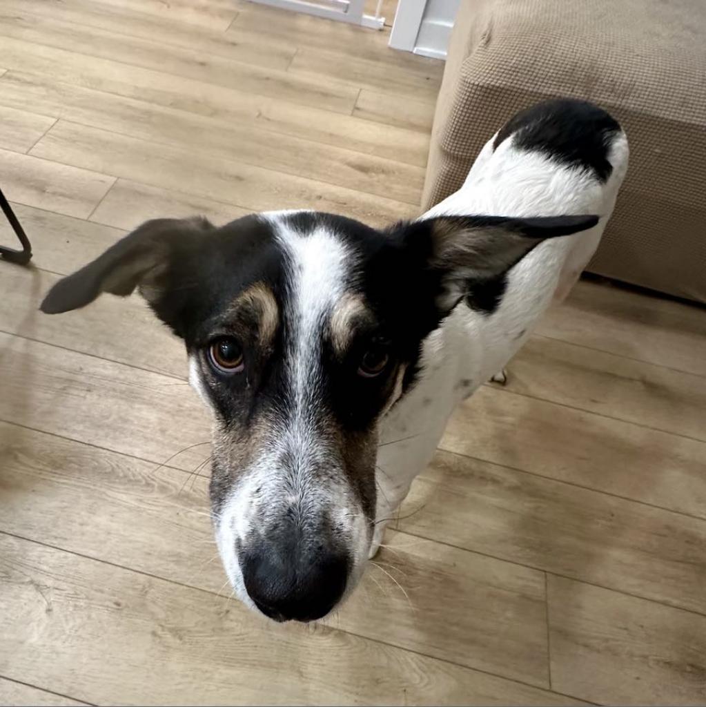 Enlarge Arrie, a Adoptable mixed breed in Ferndale, MI image 4/6