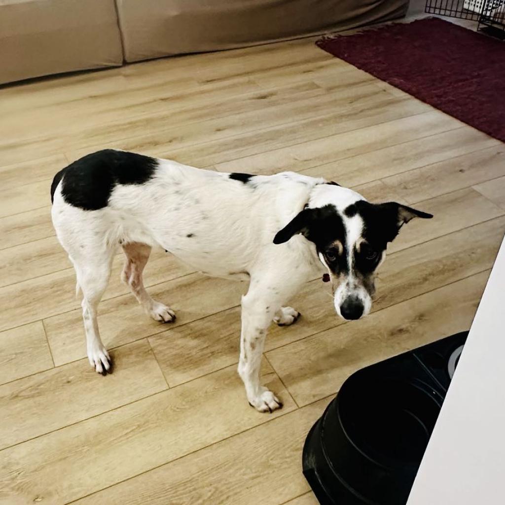 Enlarge Arrie, a Adoptable mixed breed in Ferndale, MI image 5/6