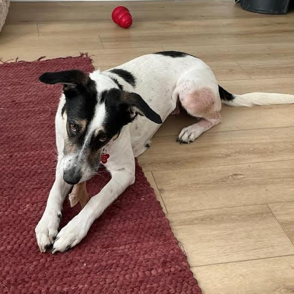 Enlarge Arrie, a Adoptable mixed breed in Ferndale, MI image 6/6