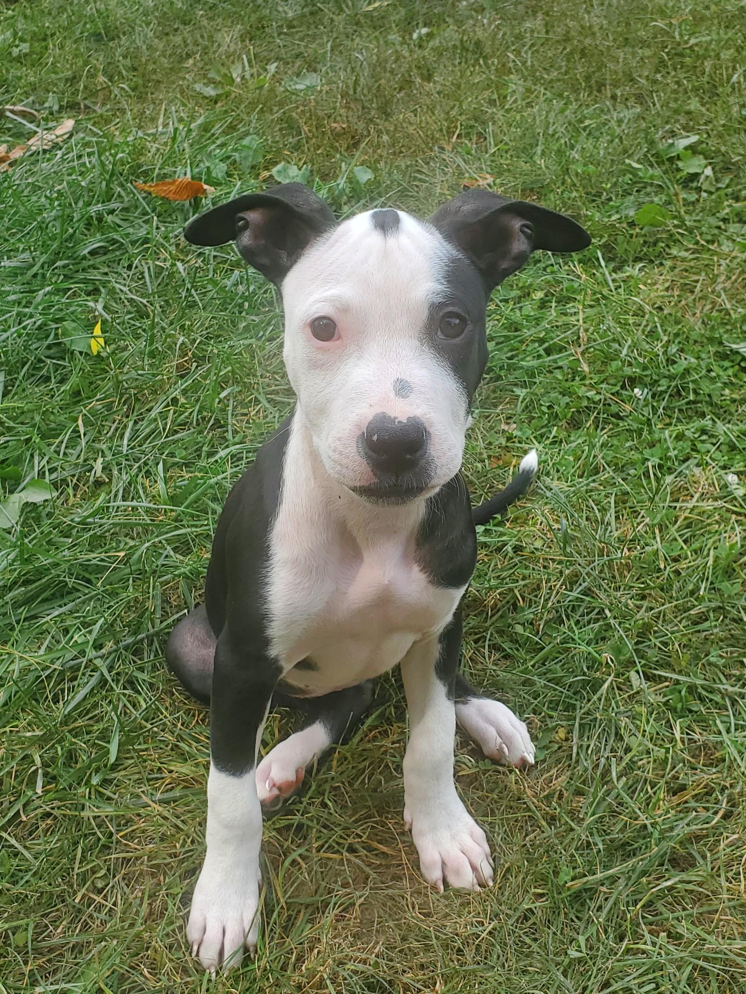 Enlarge Sunshine, a Adoptable mixed breed in Dayton, OH image 5/6