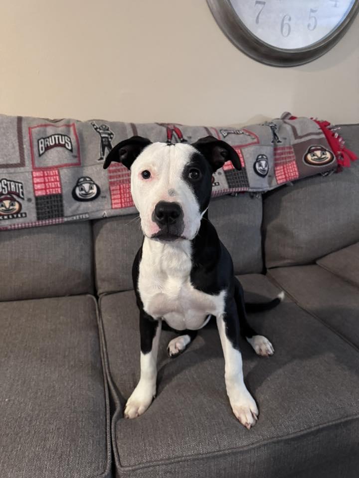 Enlarge Sunshine, a Adoptable mixed breed in Dayton, OH image 3/6