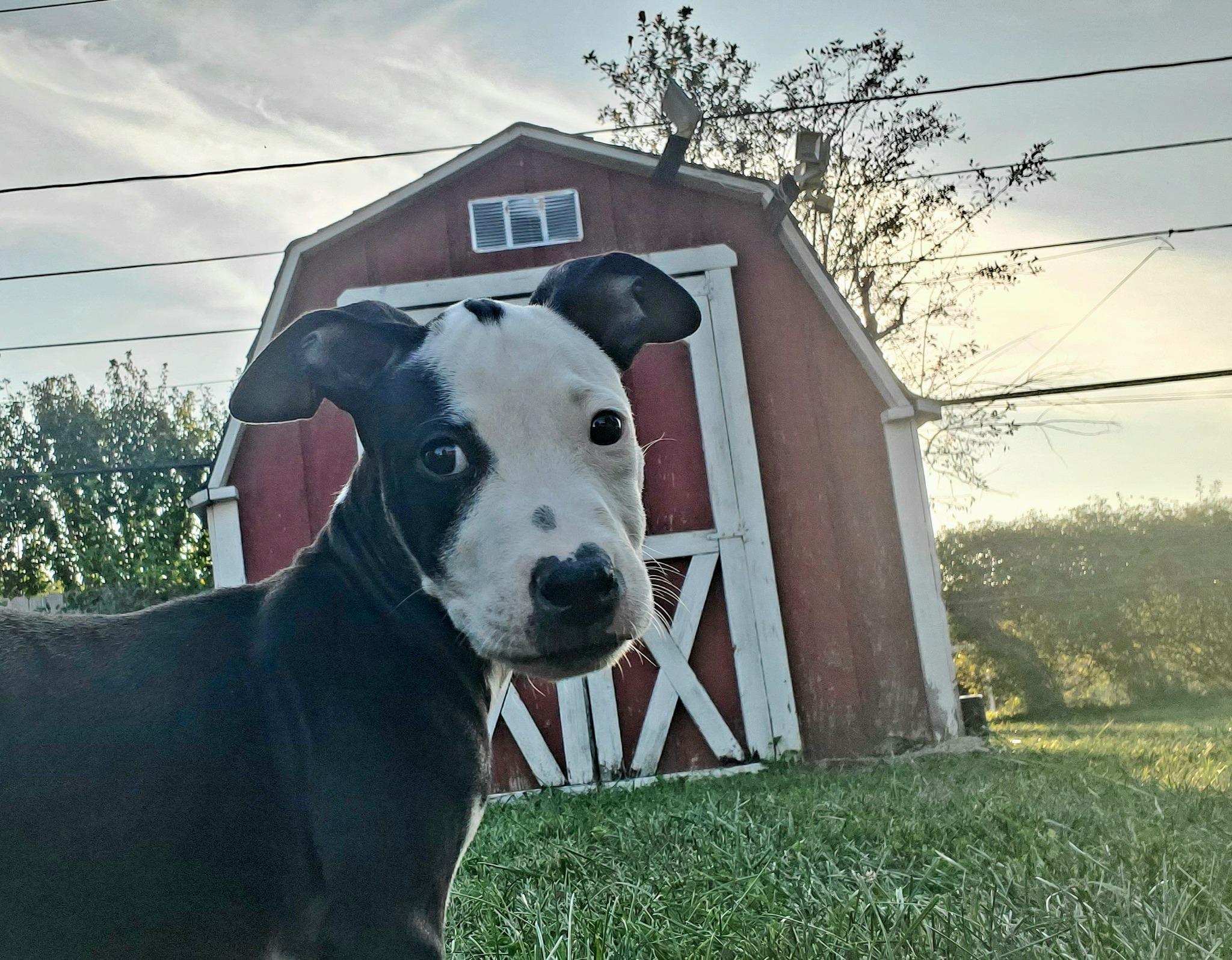 Enlarge Sunshine, a Adoptable mixed breed in Dayton, OH image 6/6