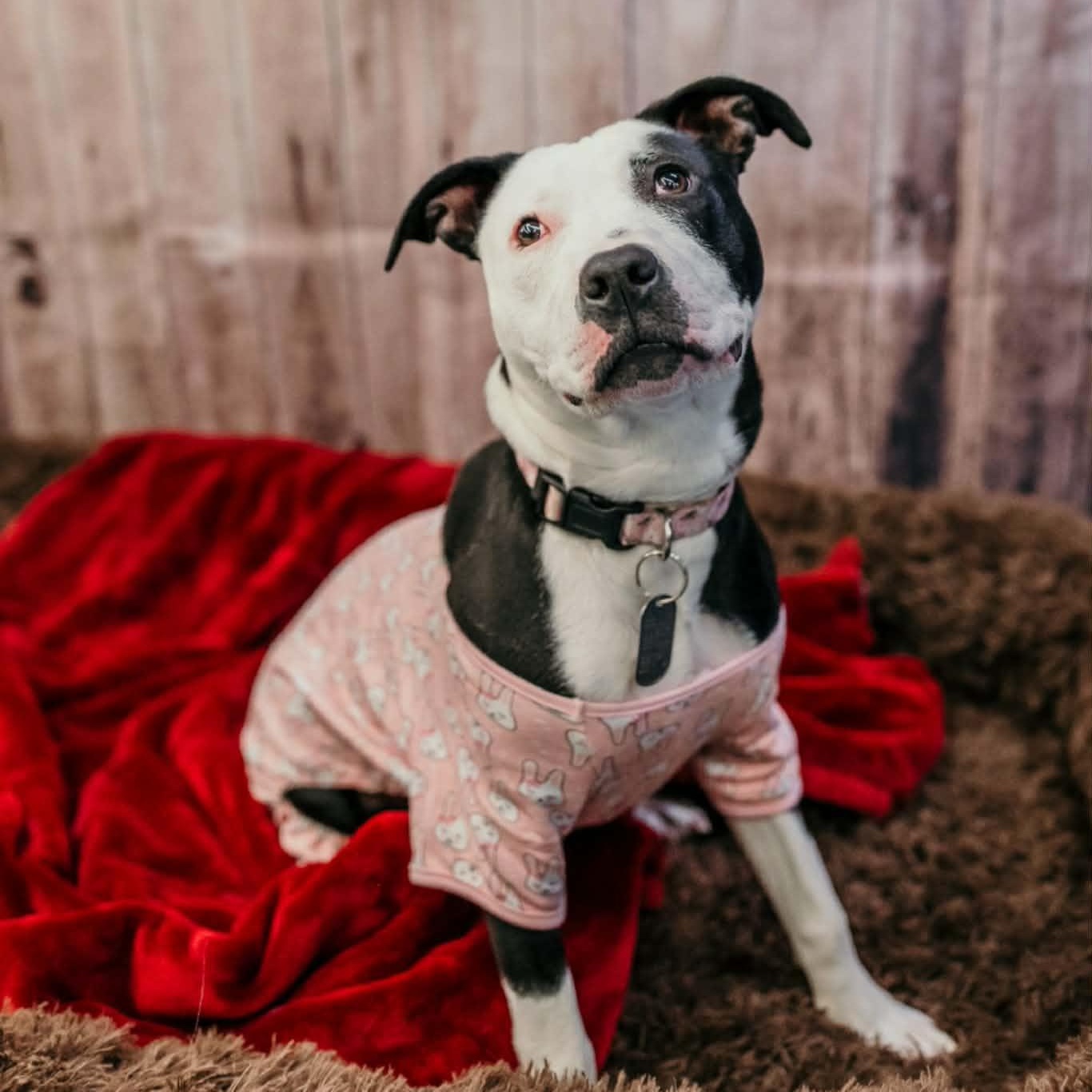 Enlarge Sunshine, a Adoptable mixed breed in Dayton, OH image 1/6