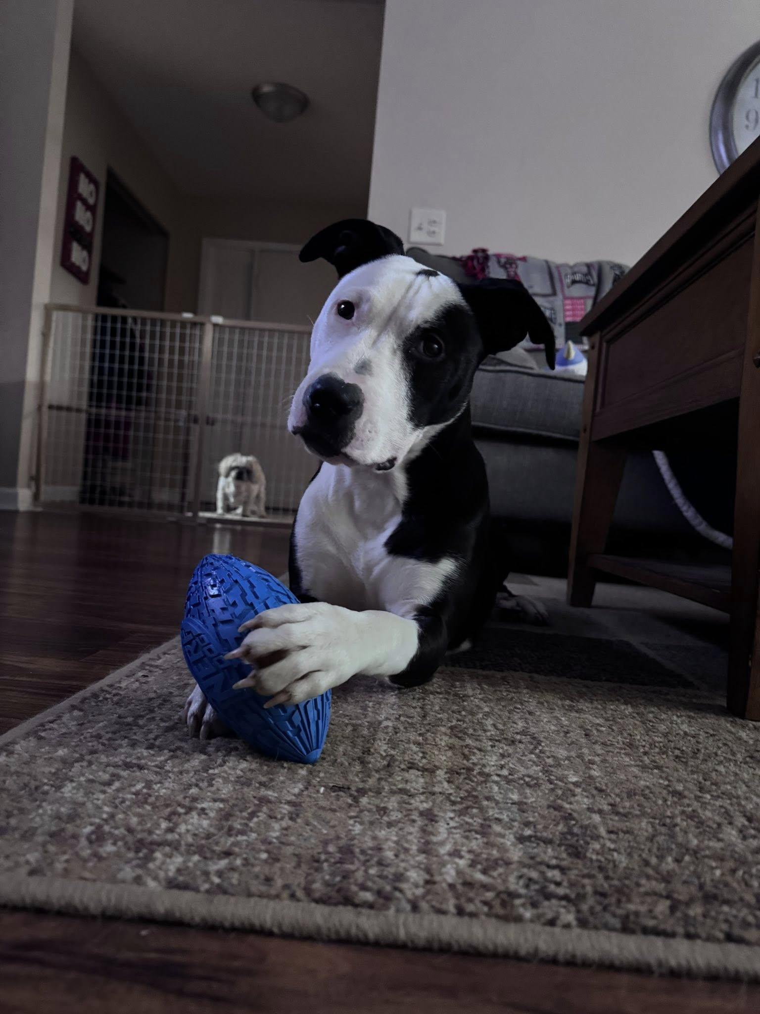 Enlarge Sunshine, a Adoptable mixed breed in Dayton, OH image 4/6