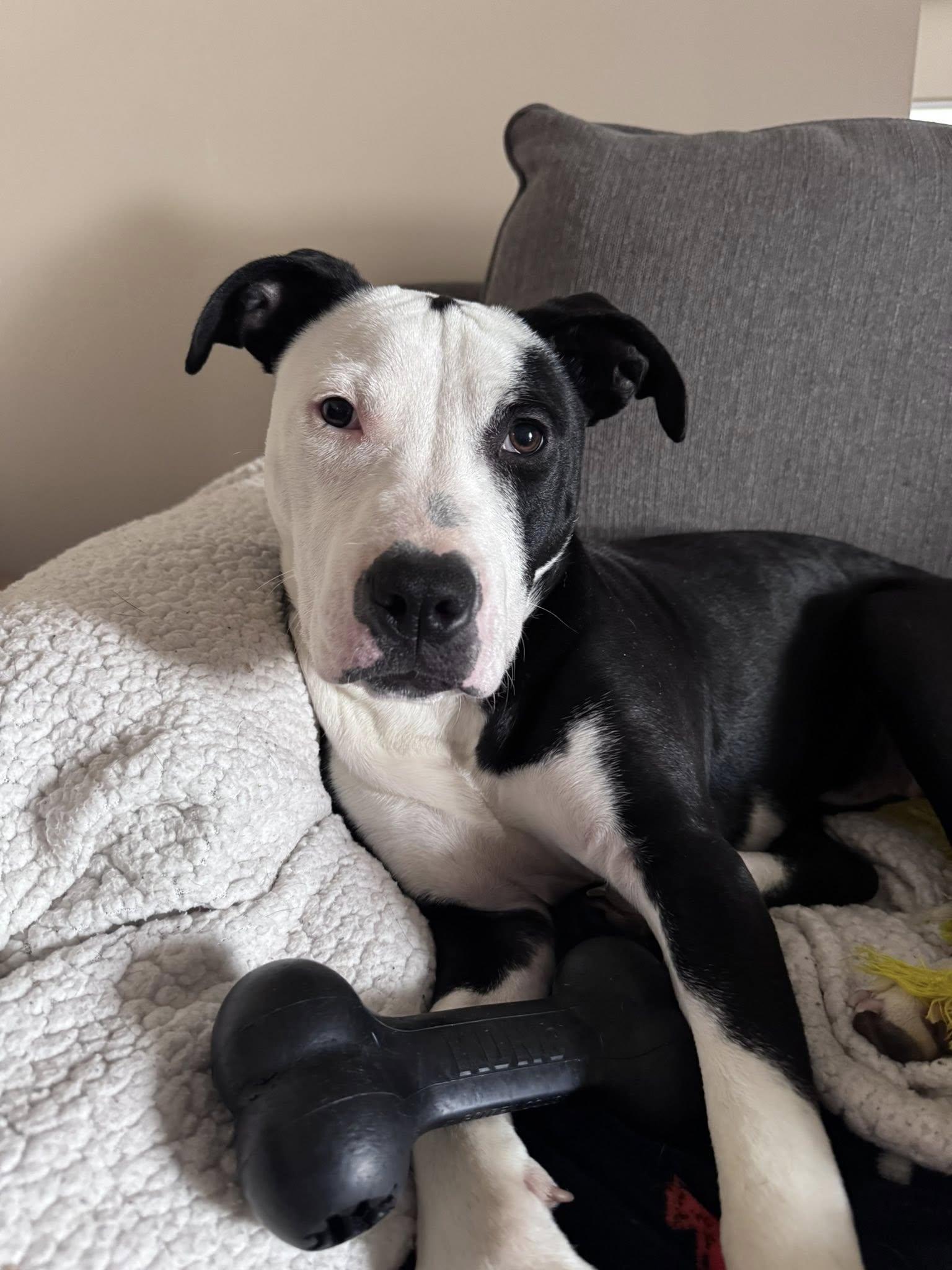 Enlarge Sunshine, a Adoptable mixed breed in Dayton, OH image 5/6