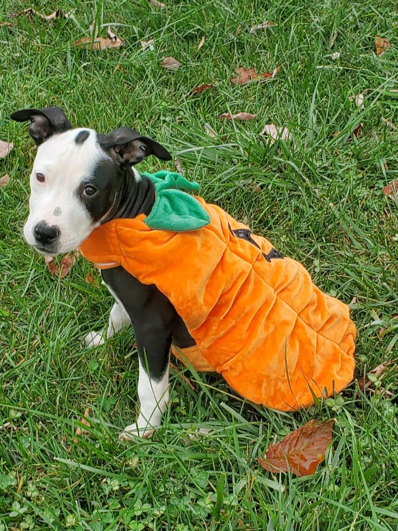 Enlarge Sunshine, a Adoptable mixed breed in Dayton, OH image 4/6