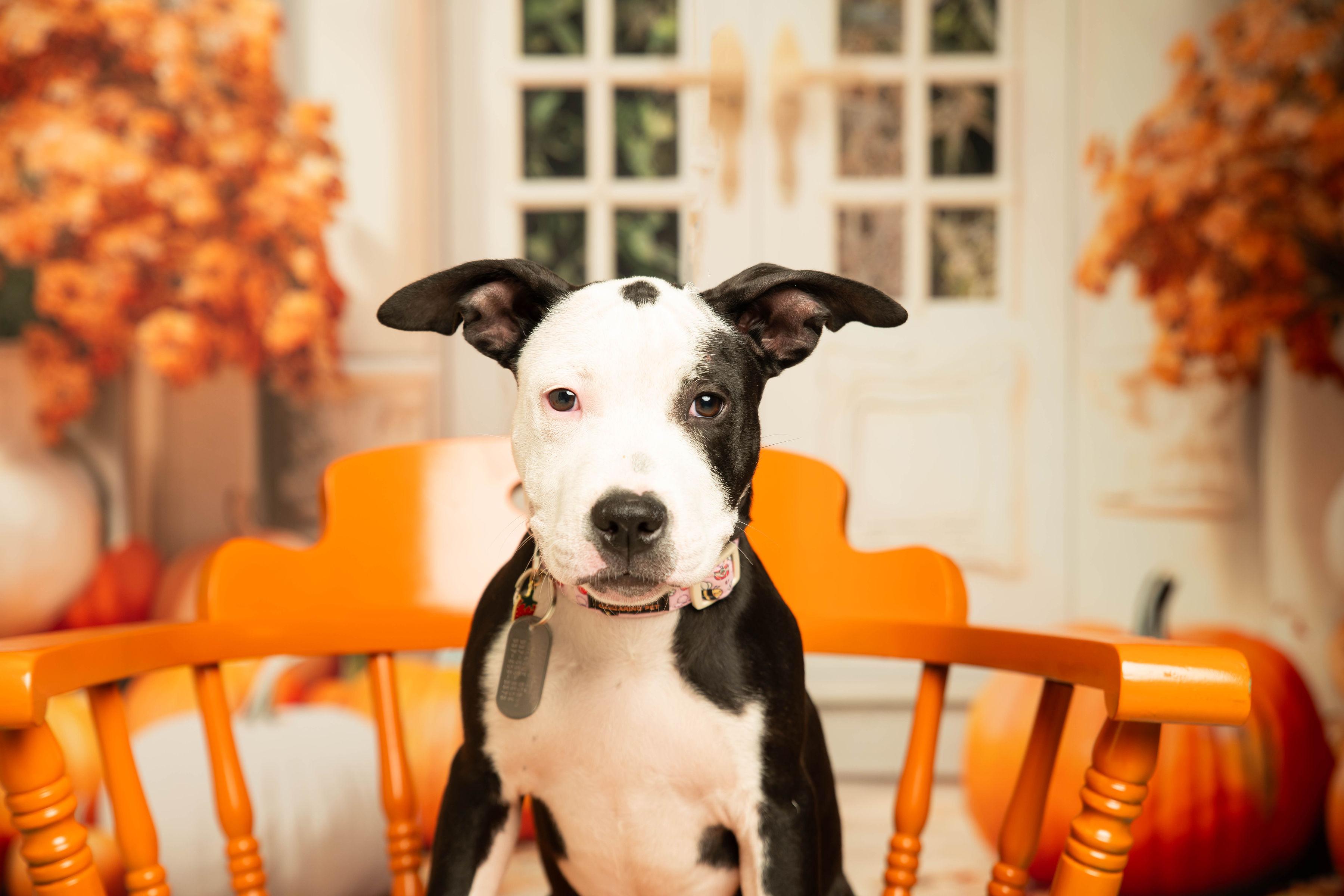 Sunshine, Adoptable, Young Female Pit Bull Terrier.