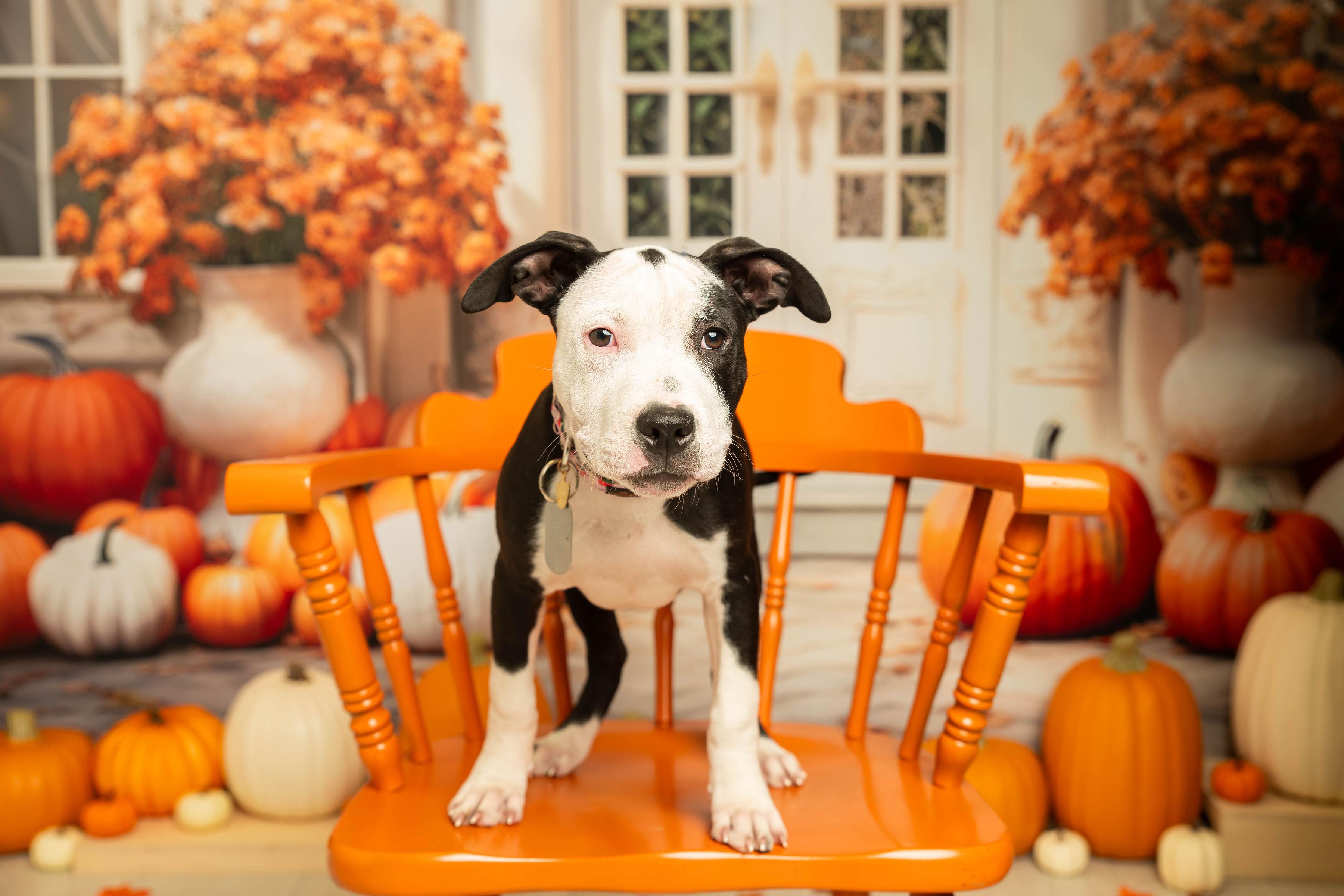 Enlarge Sunshine, a Adoptable mixed breed in Dayton, OH image 2/6