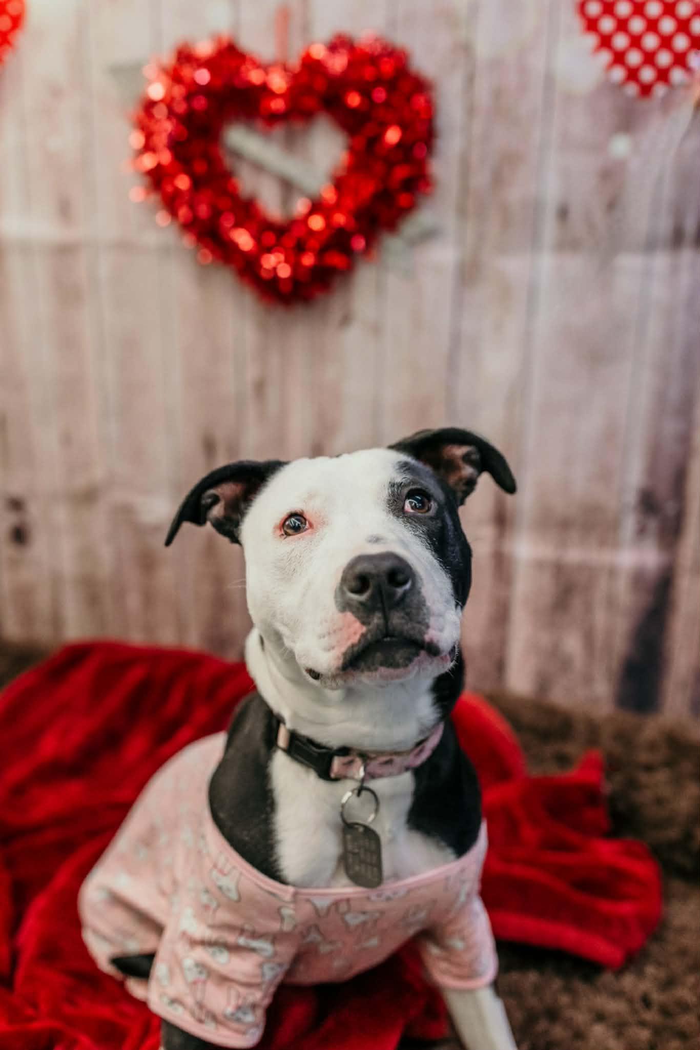 Enlarge Sunshine, a Adoptable mixed breed in Dayton, OH image 2/6