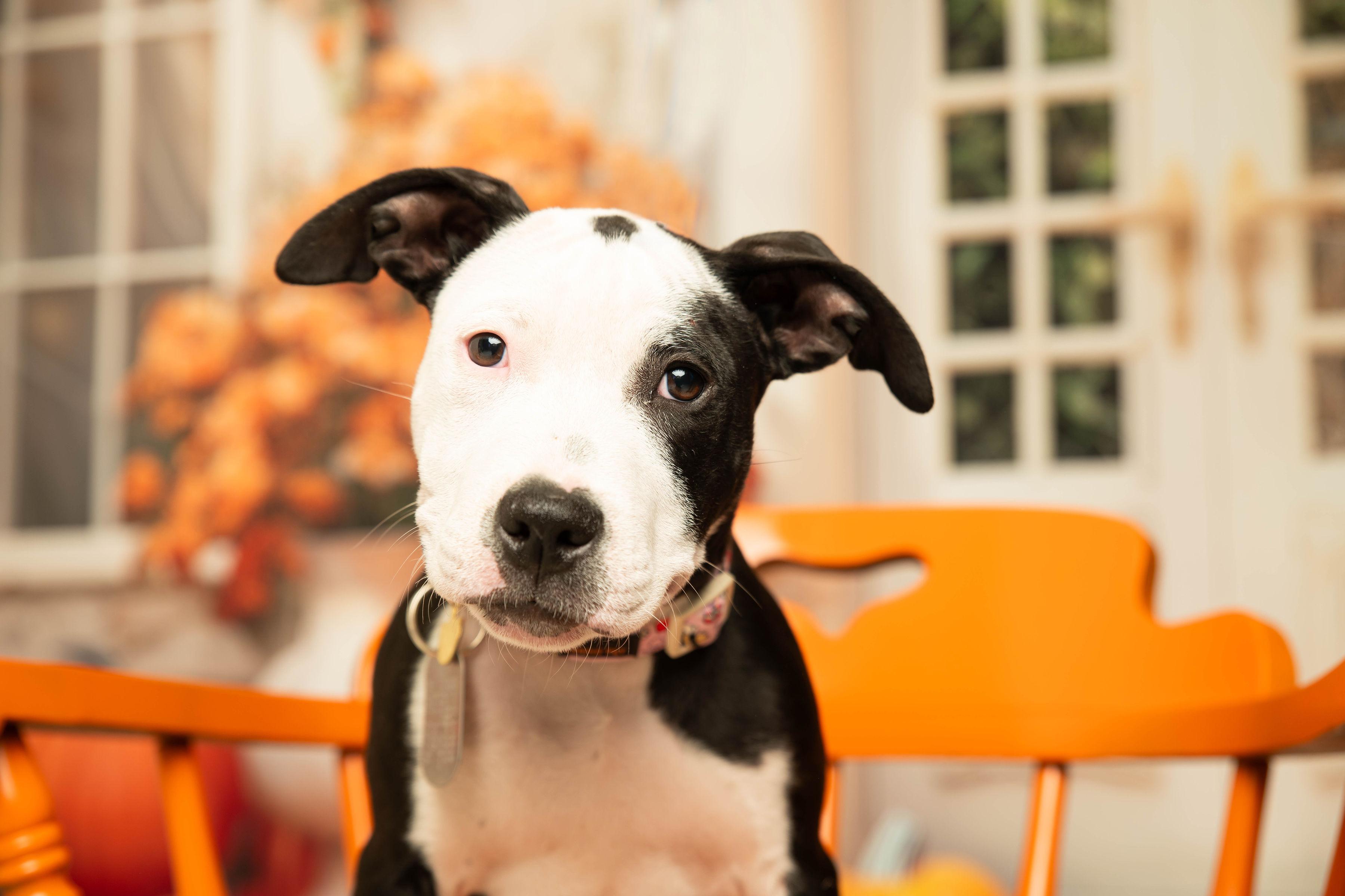 Enlarge Sunshine, a Adoptable mixed breed in Dayton, OH image 3/6