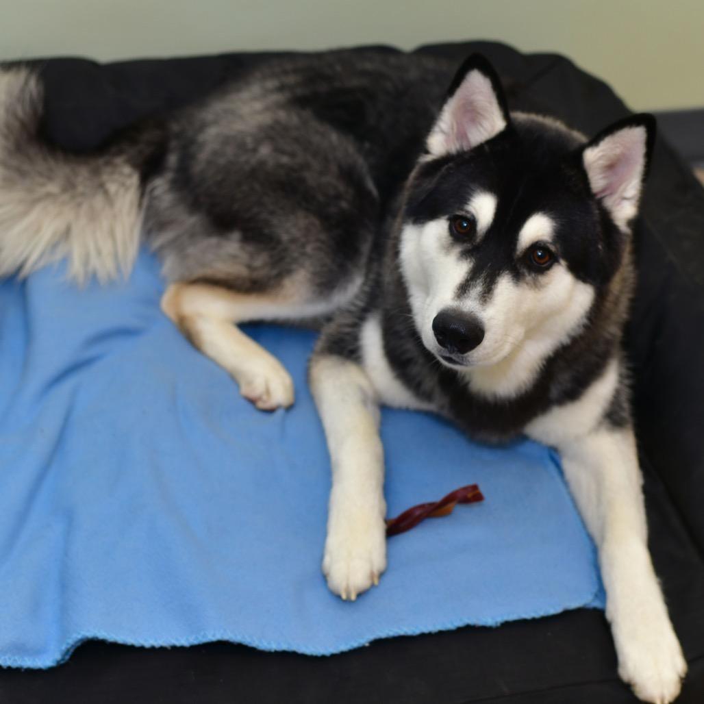 Enlarge Troy, a Adoptable Siberian Husky in Ottawa, KS image 1/2