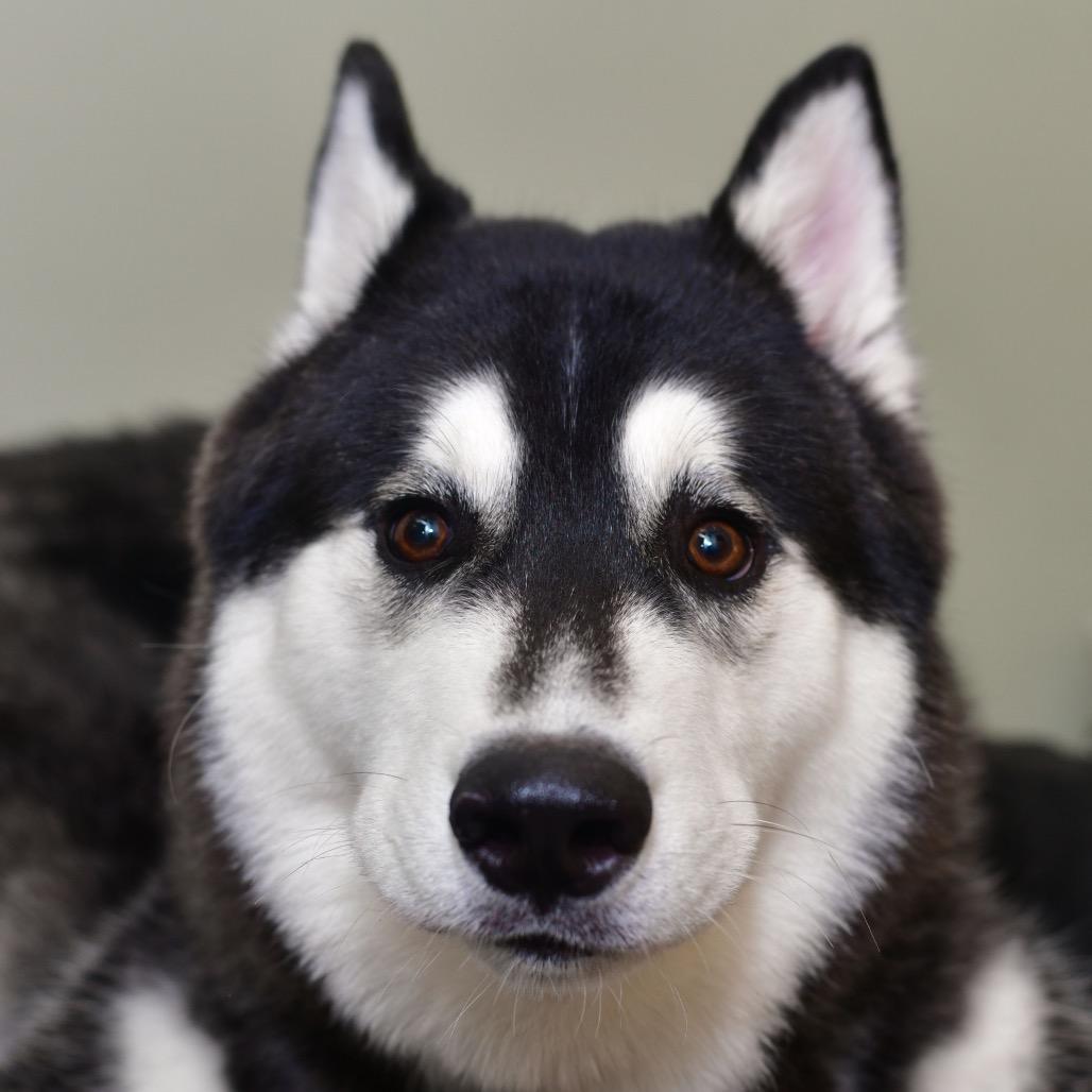 Enlarge Troy, a Adoptable Siberian Husky in Ottawa, KS image 2/2