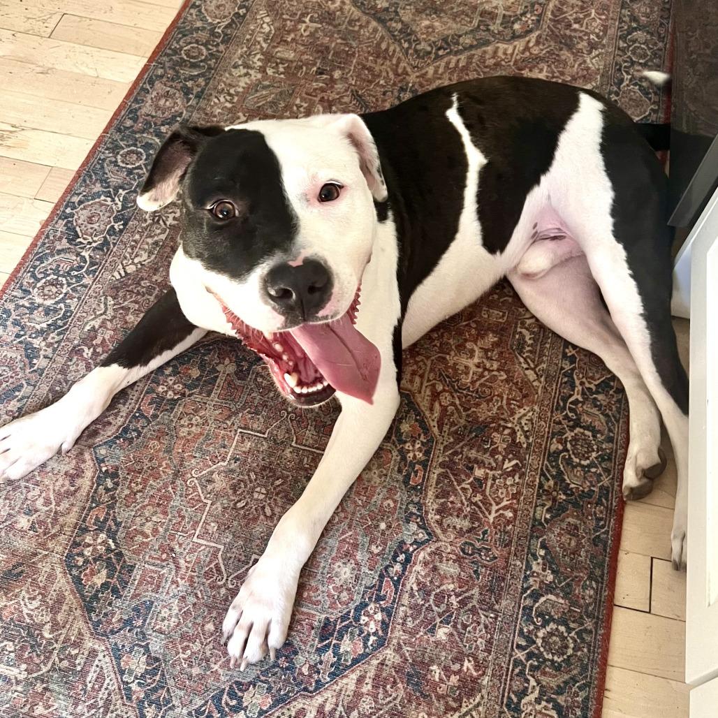 Steve, a Adoptable mixed breed in Wauwatosa, WI image 1/6