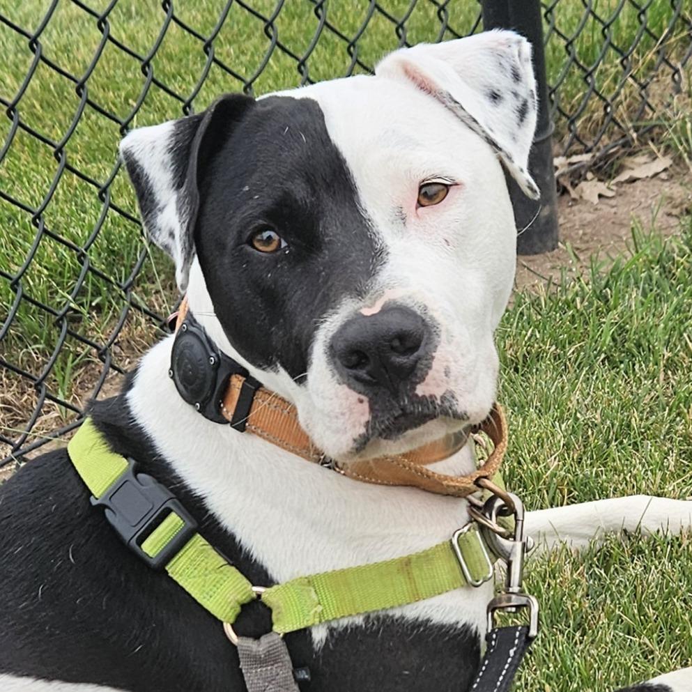 Steve, a Adoptable mixed breed in Wauwatosa, WI image 2/6