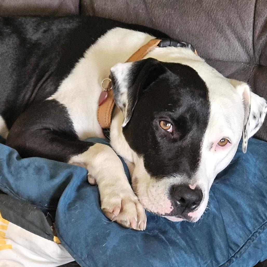 Steve, a Adoptable mixed breed in Wauwatosa, WI image 3/6